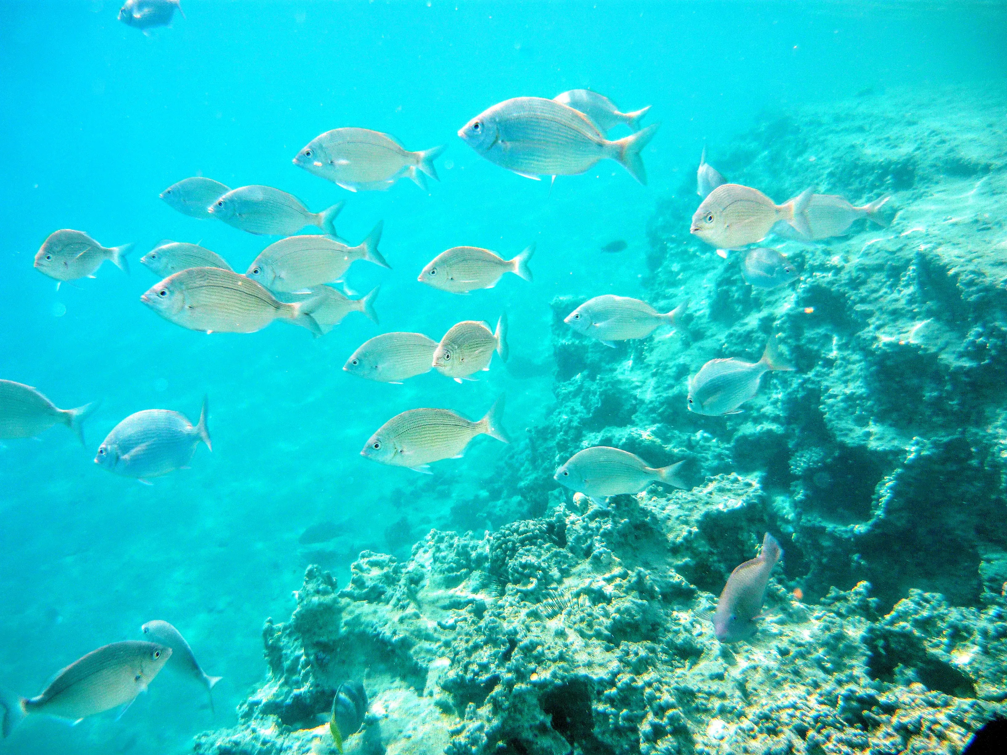 Рыбки почти не боятся людей