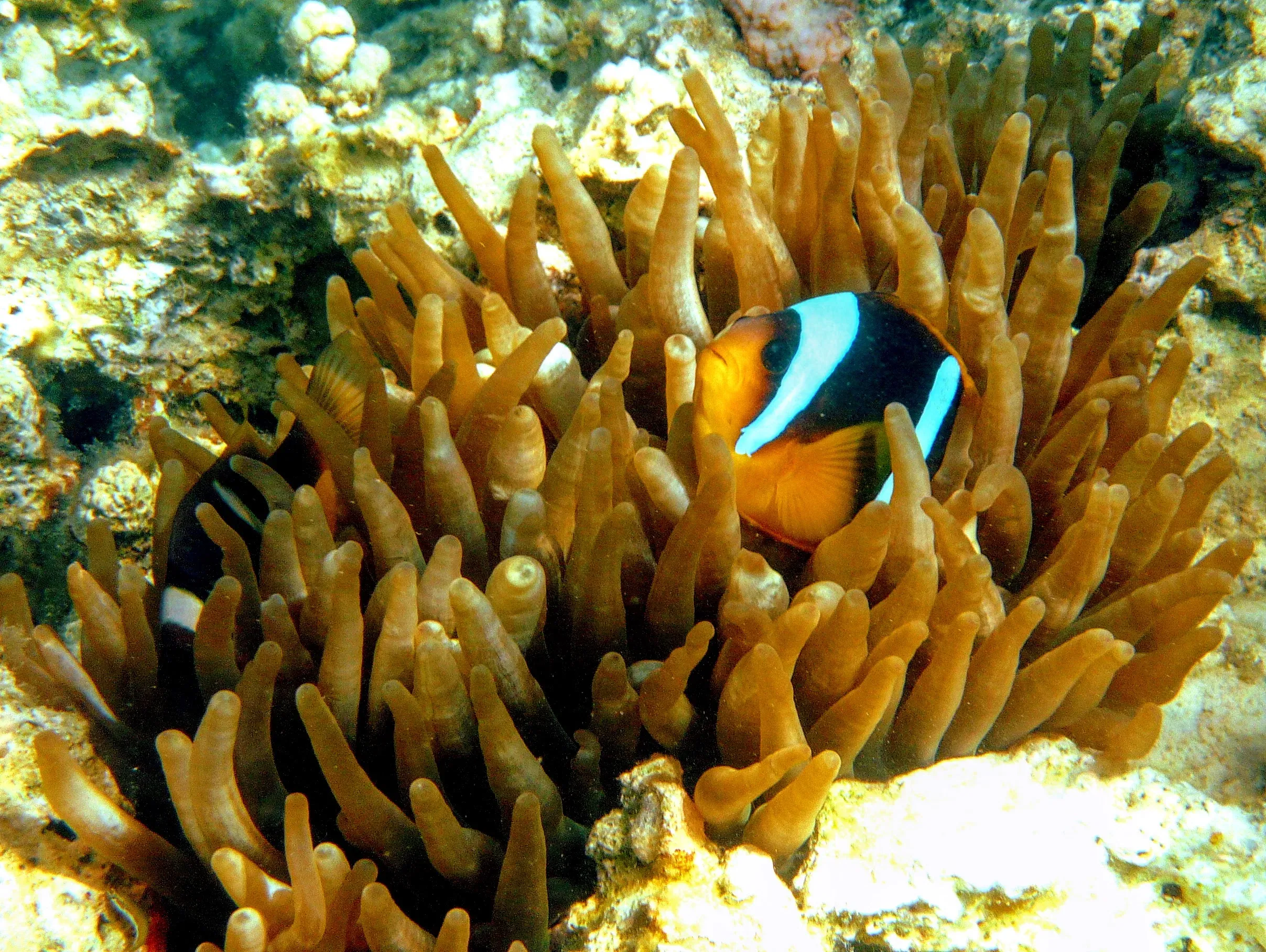 Спрятались