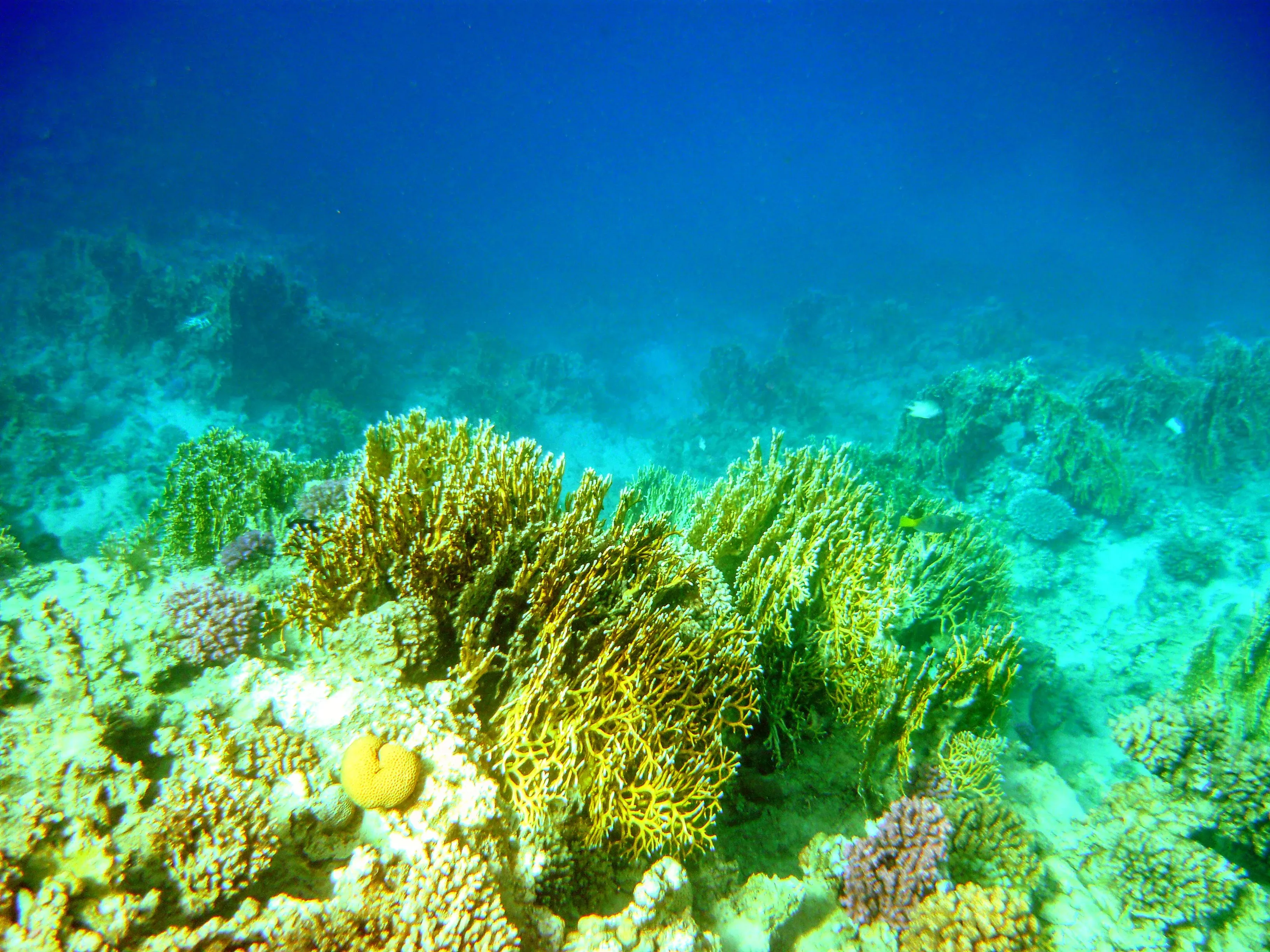 Кораллы нельзя трогать руками, потому что они уязвимые и хрупкие