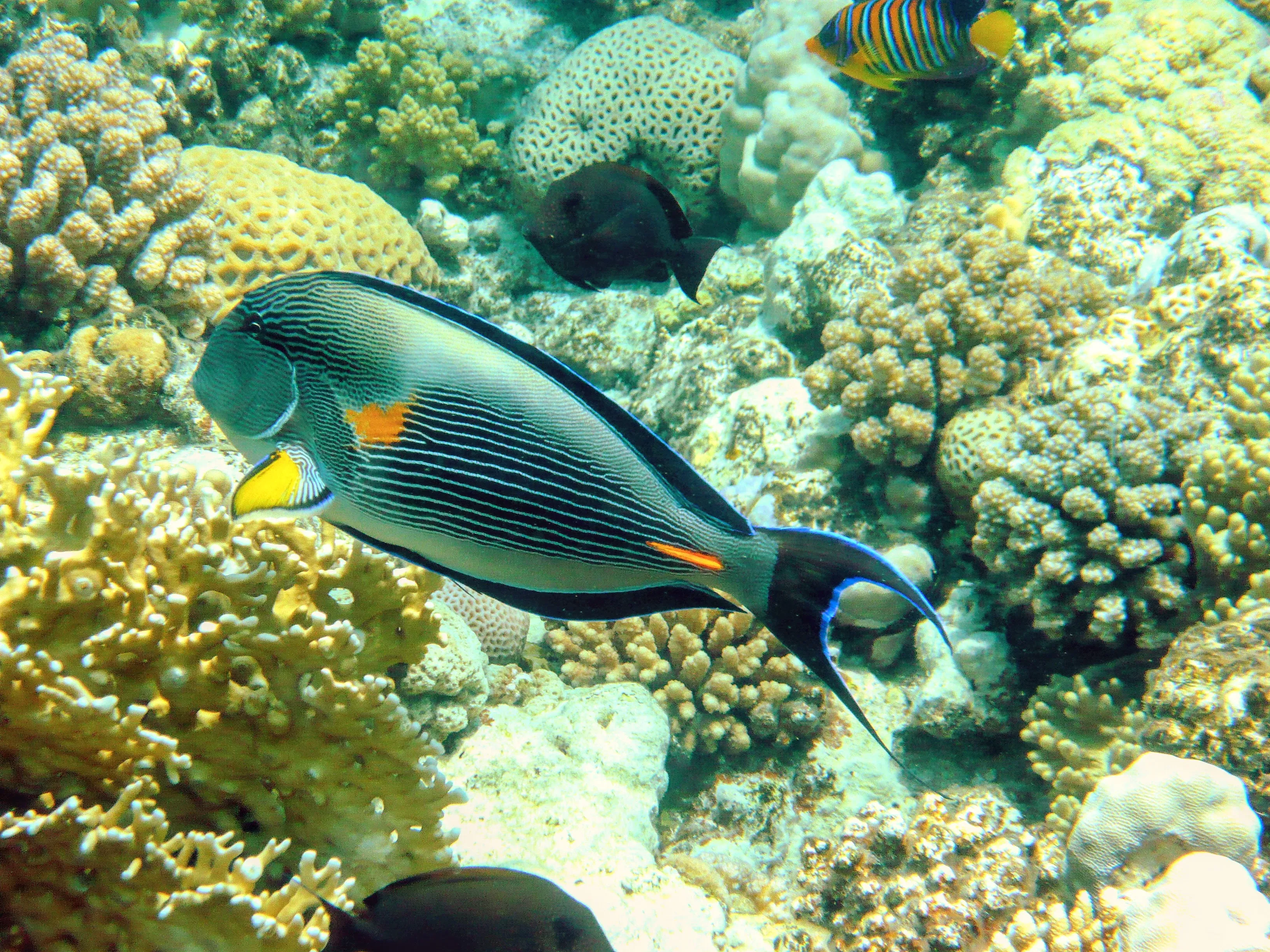 Это рыба-хирург, она ядовитая. Фотографии: Владимир Сляднев