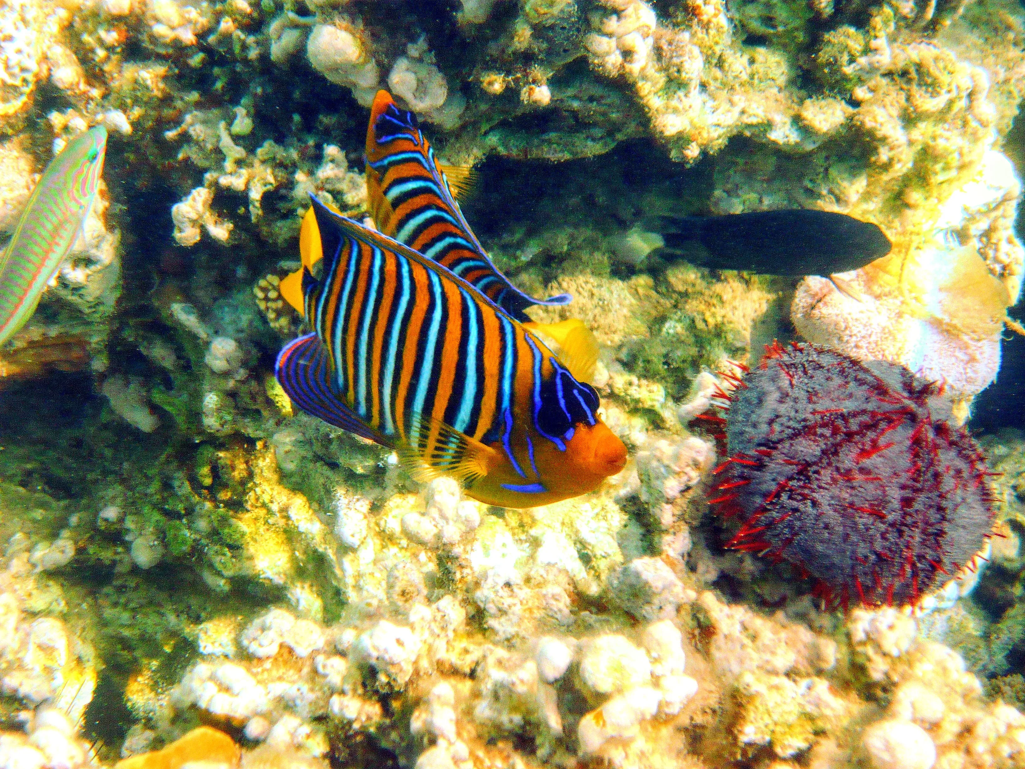 Рыбки в бухте Шаркс-Бей