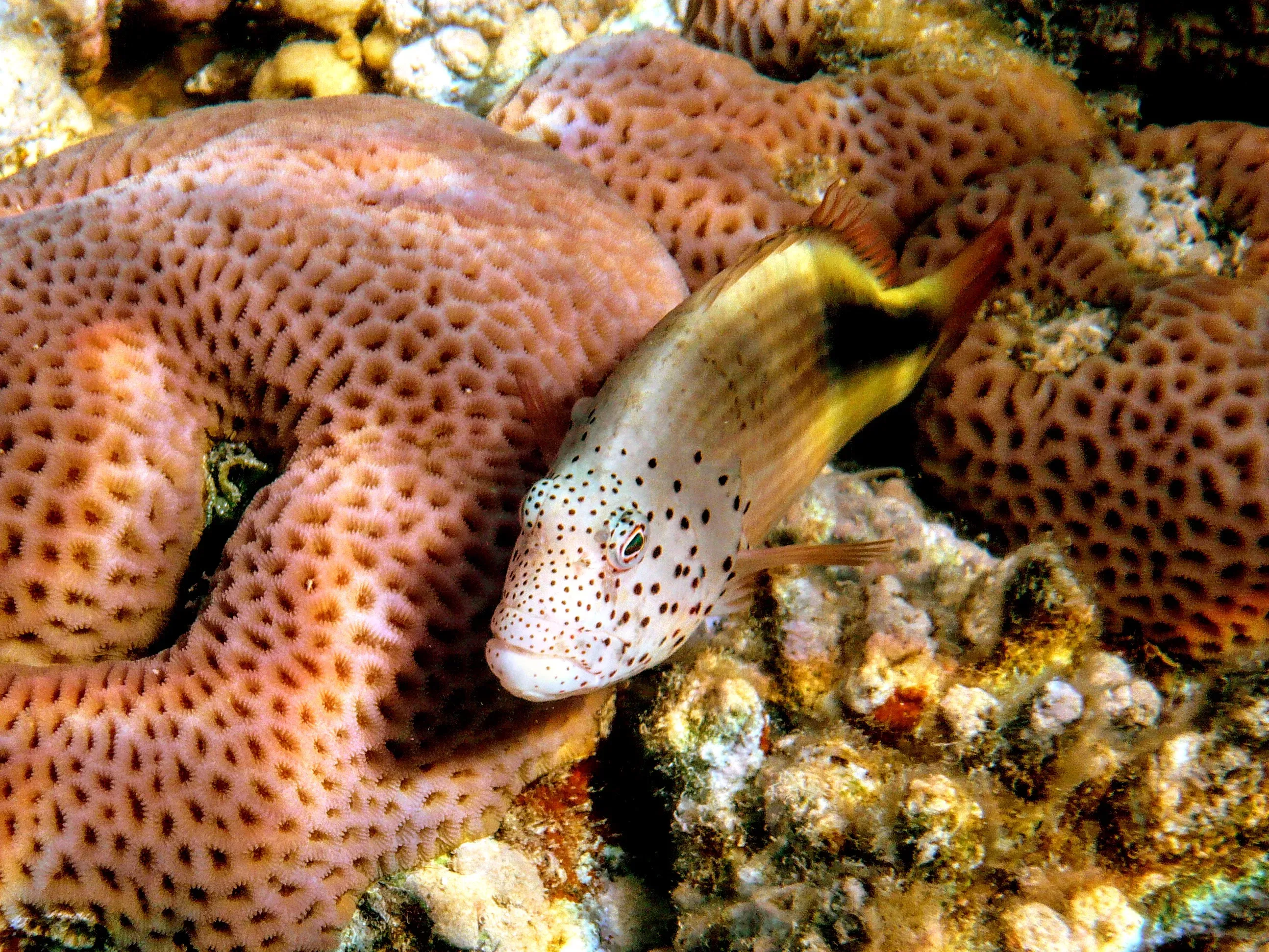 Встречаются и большие рыбы