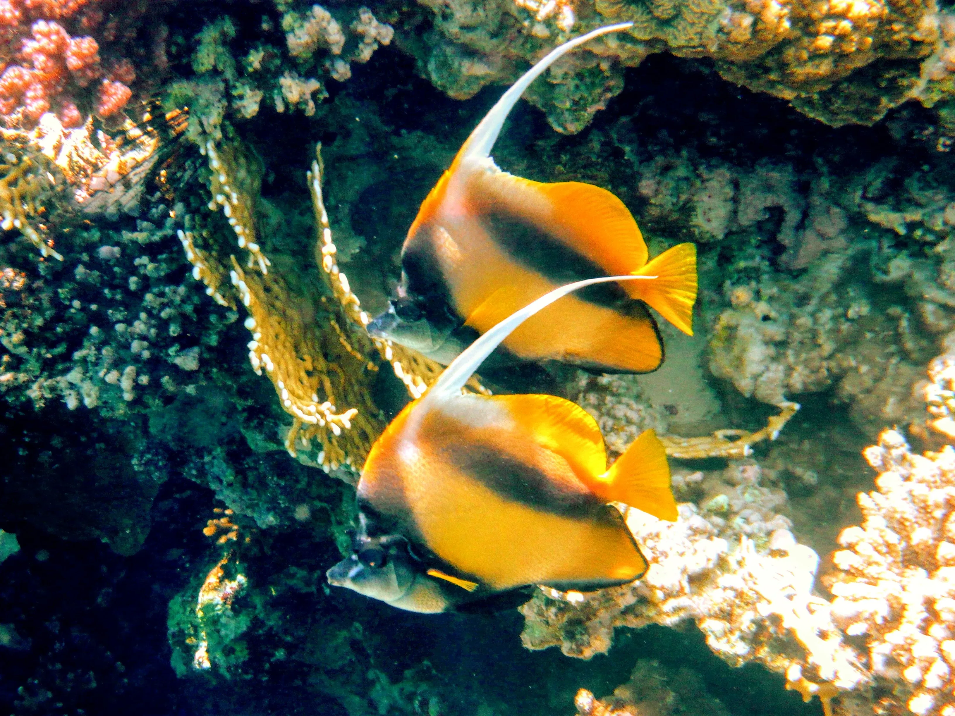 Здесь много ярких и разных обитателей