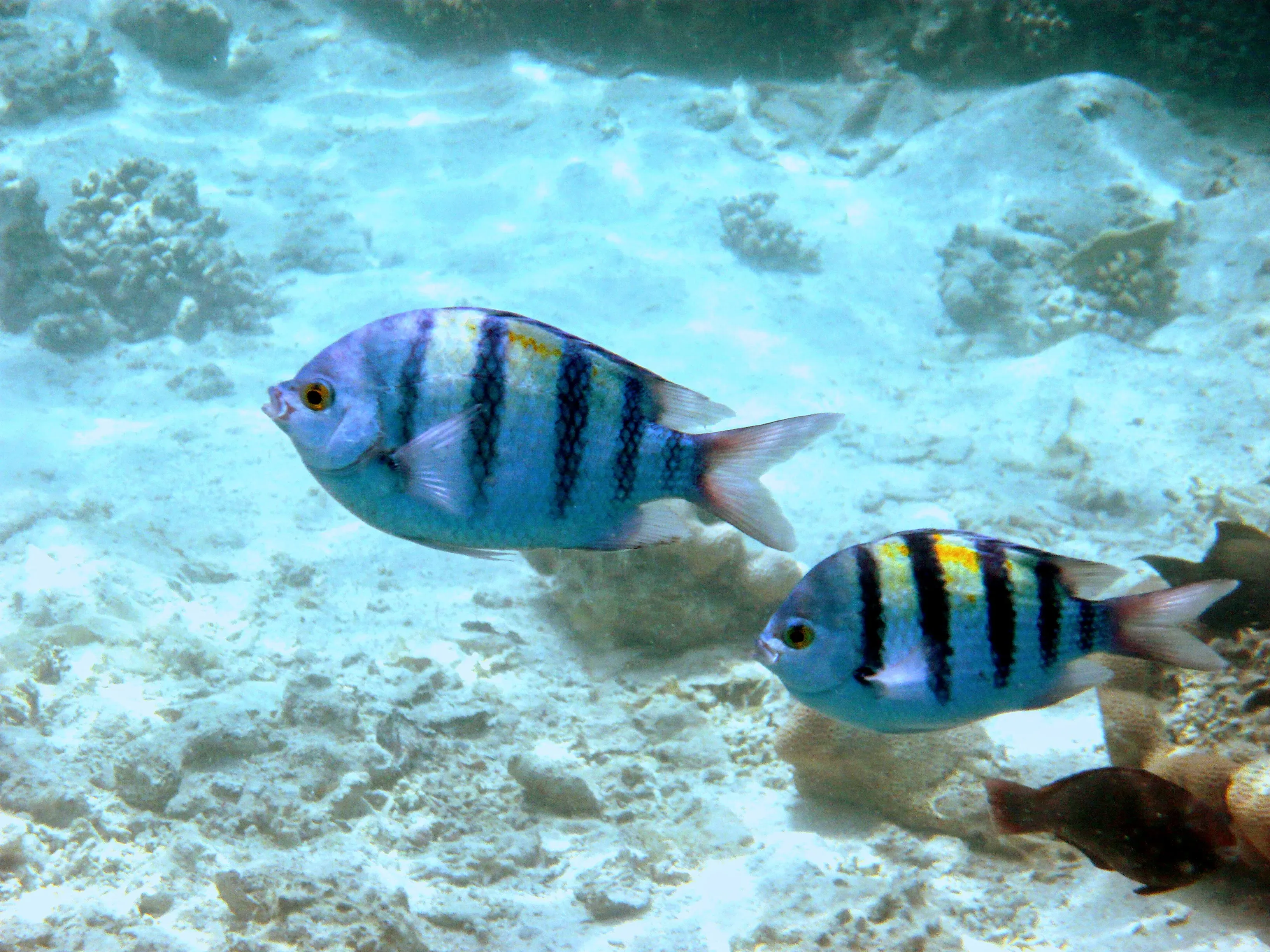 Таких рыбок в бухте много