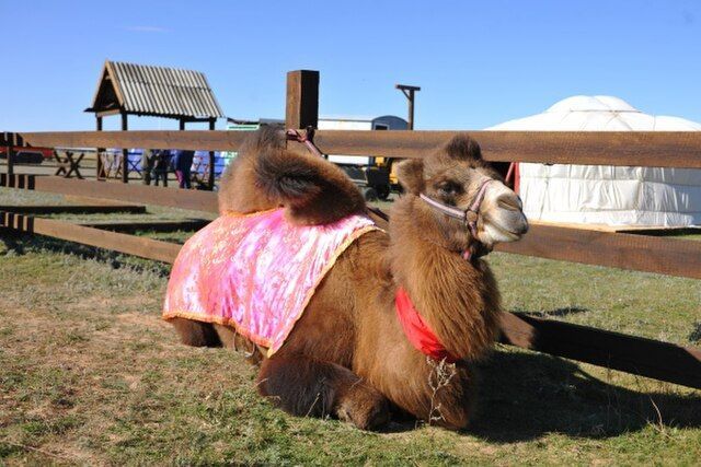 Местный верблюд (Министерство культуры и туризма Республики Калмыкия / Wikimedia)
