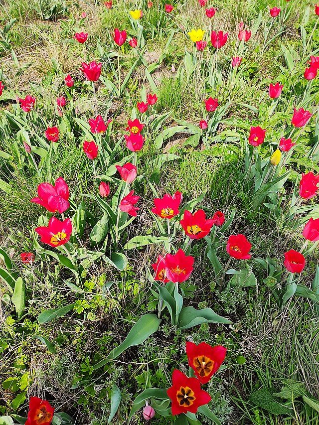 И снова тюльпаны (Рыцарь поля / Wikimedia)