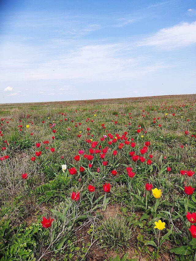 Степные тюльпаны (Рыцарь поля / Wikimedia)