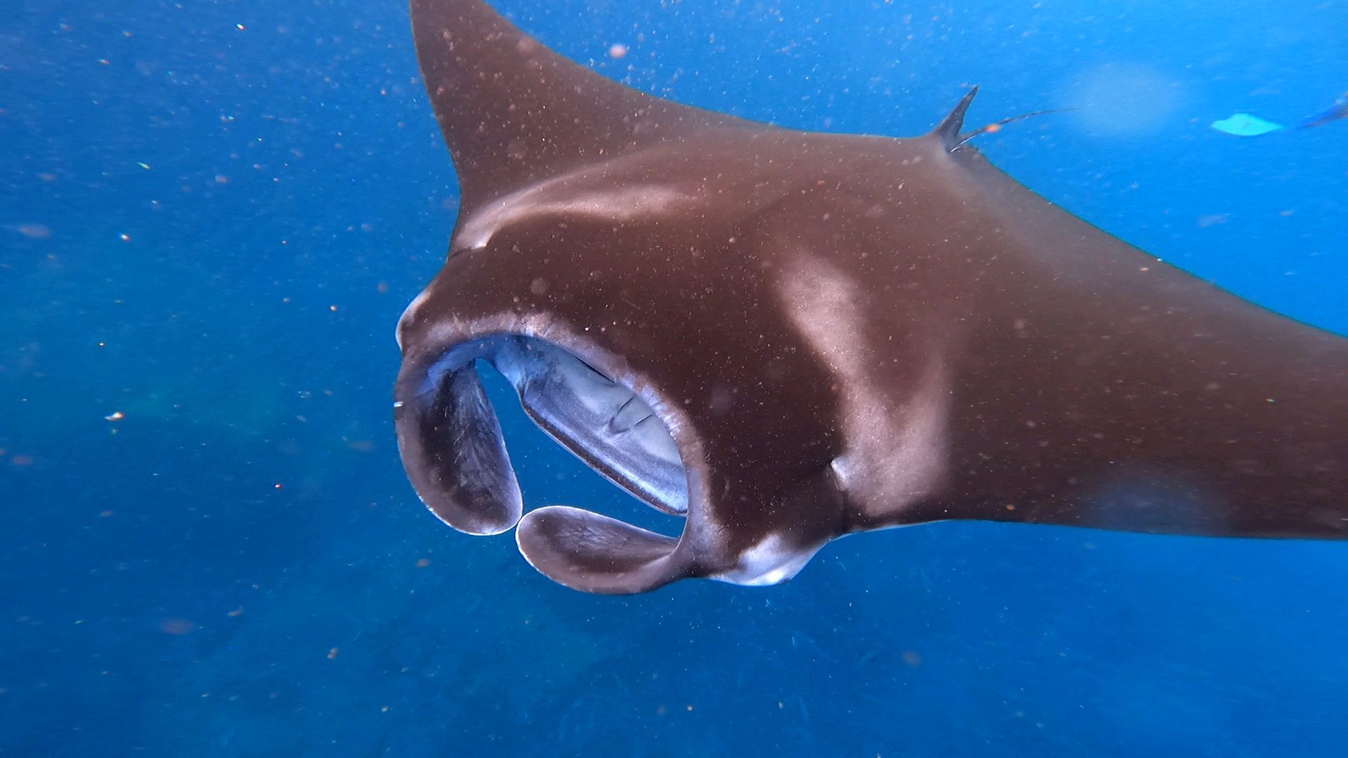 Встреча со скатом манта. Фото Дарины Устич