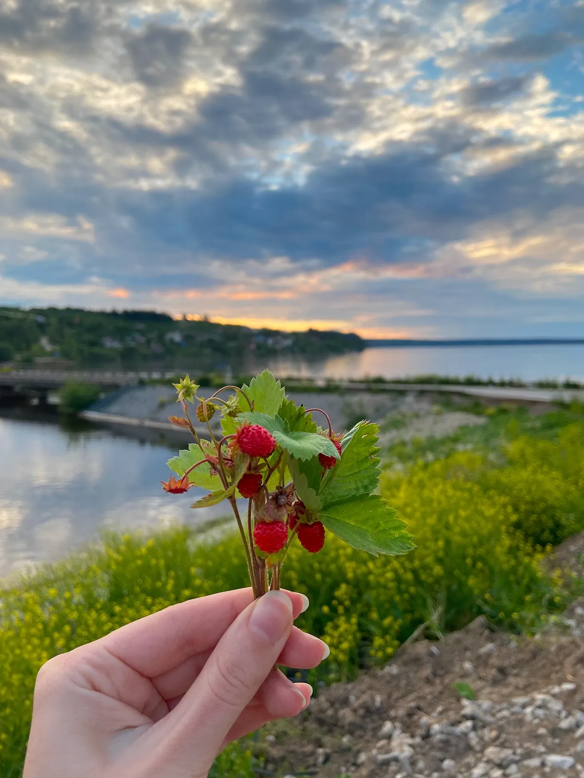 Земляника. Автор фото Анастасия Пелевина