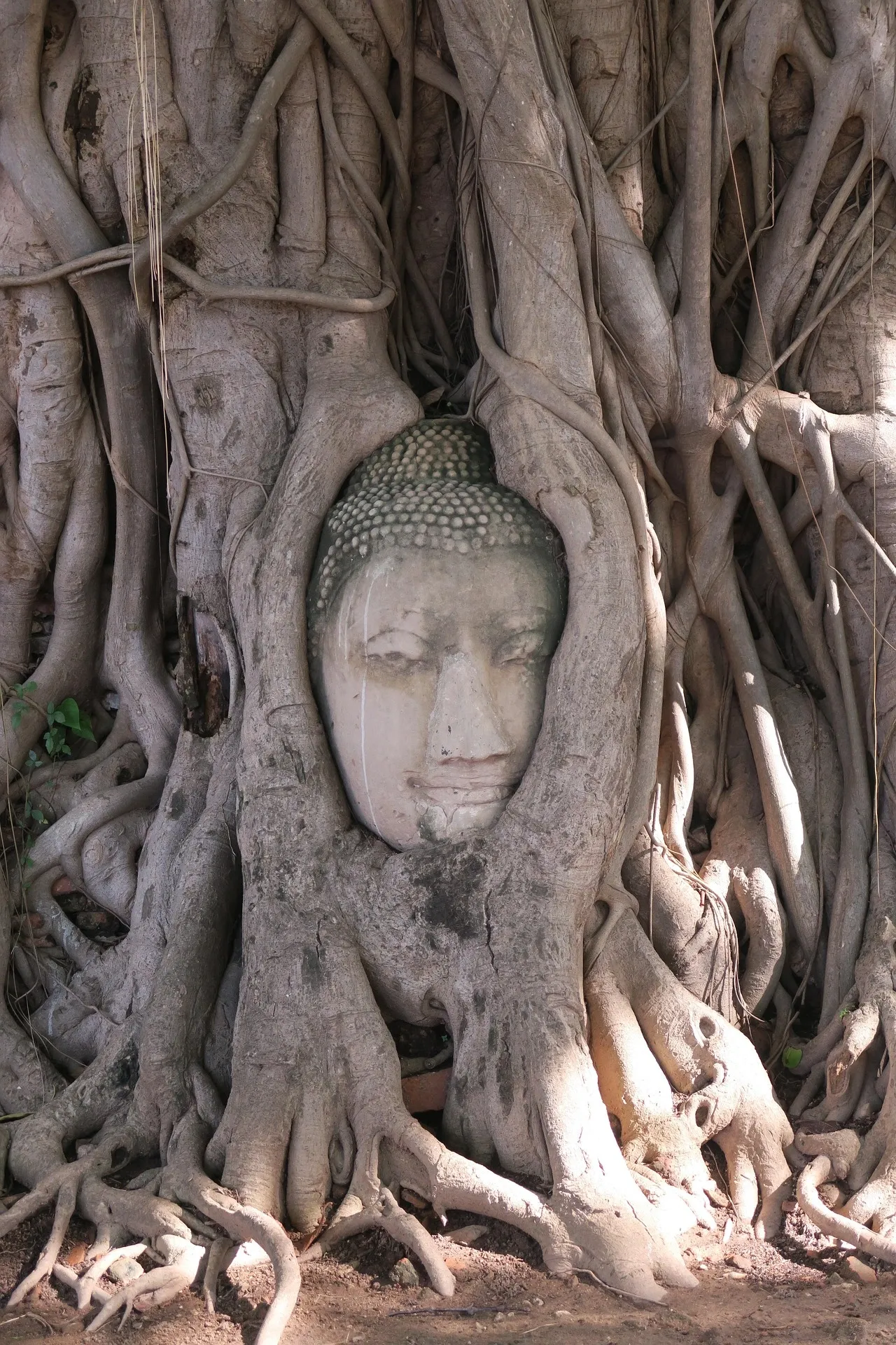 ayutthaya-budda.webp