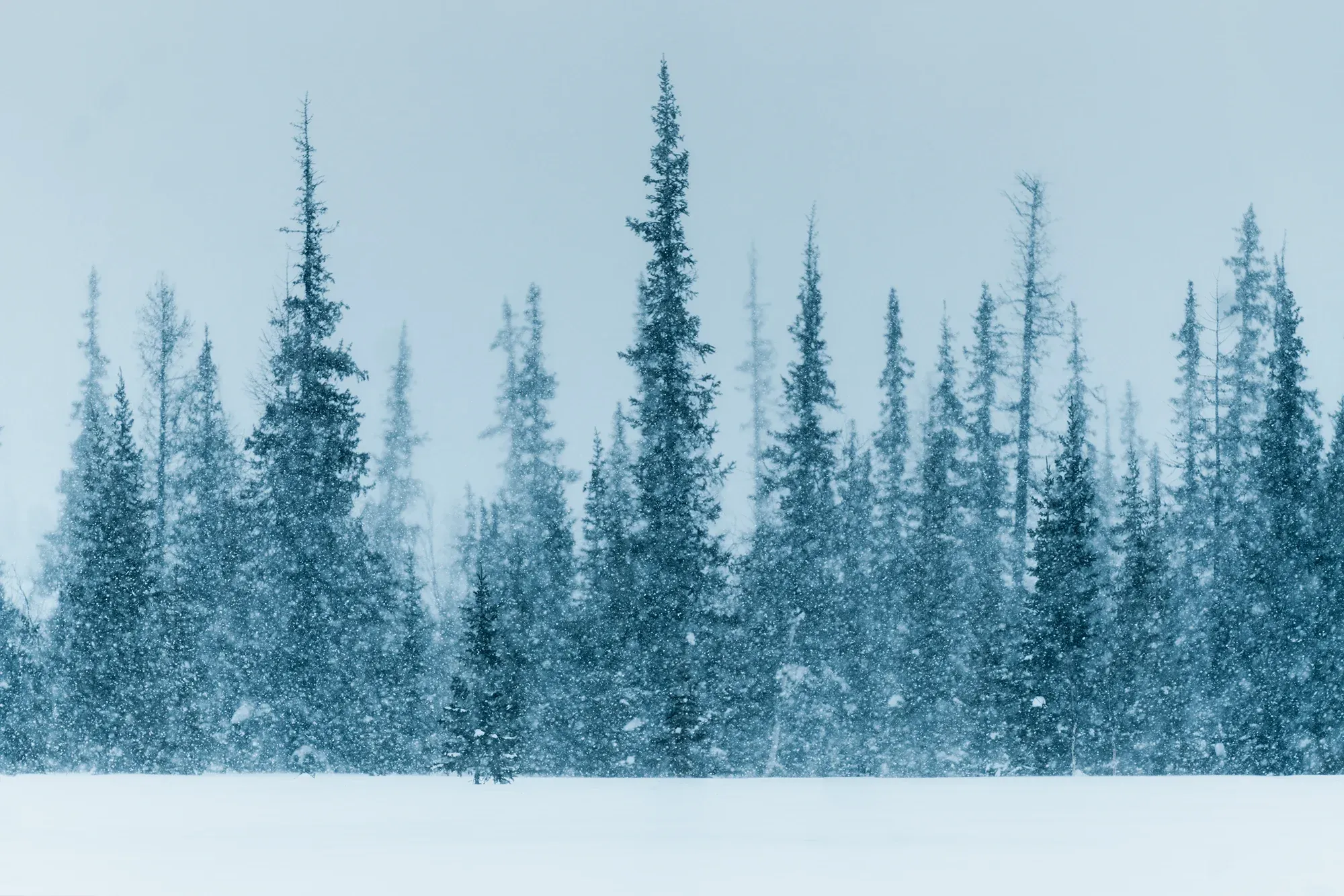 Метель в тундре / Александр Мазуров