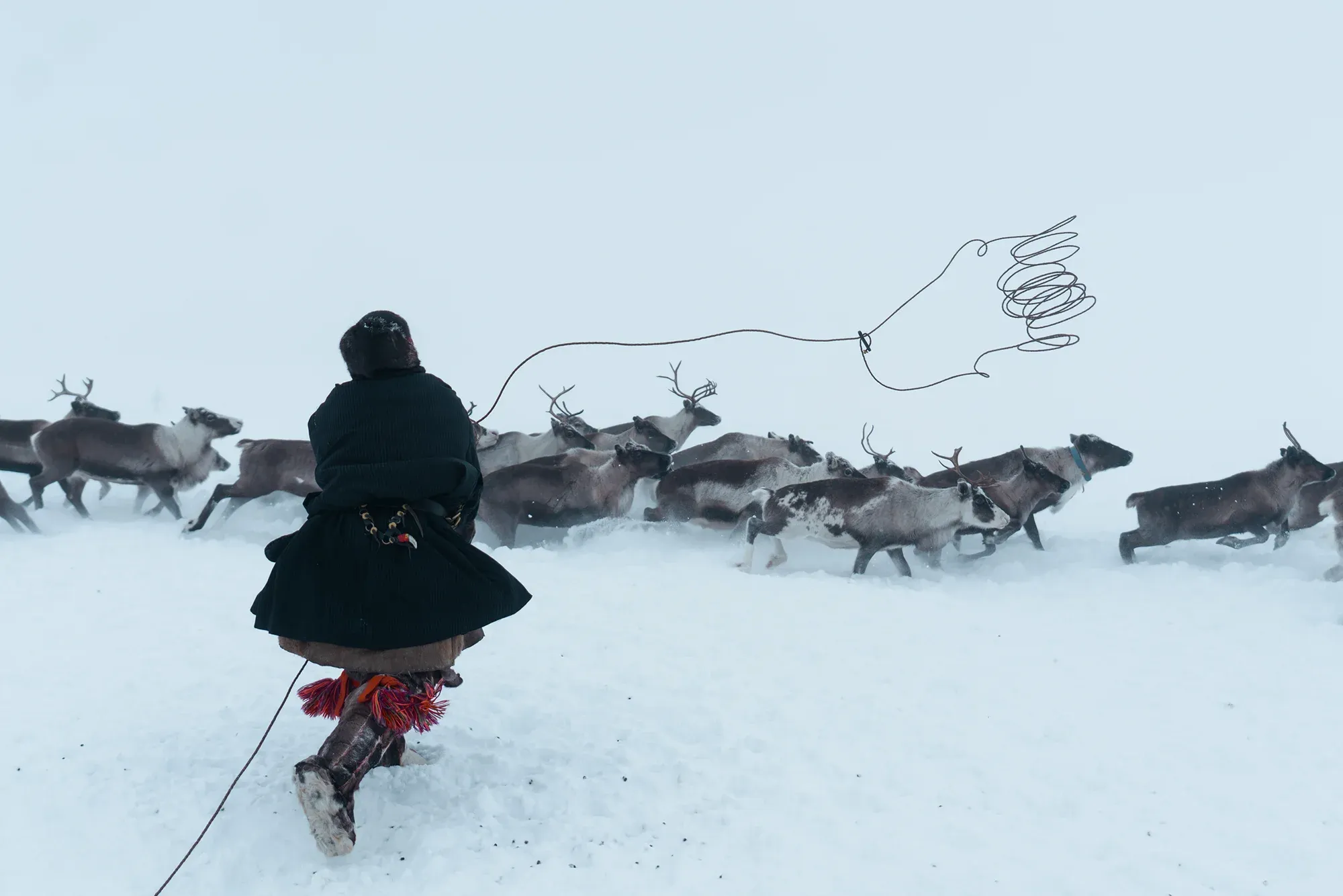 Оленевод ловит оленей / Александр Мазуров