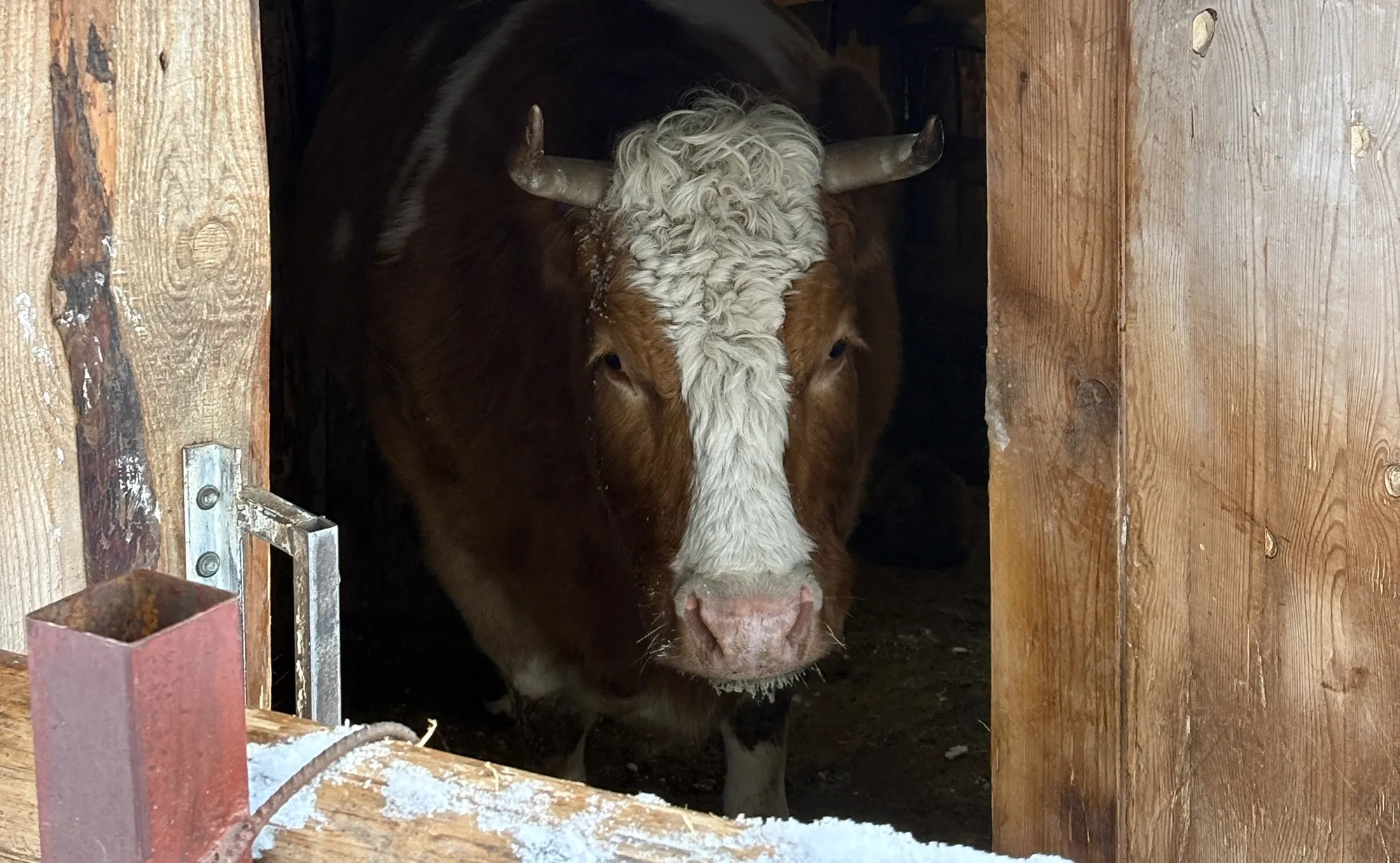 Бурёнка Маша, симментальская порода, выведенная в Швейцарии