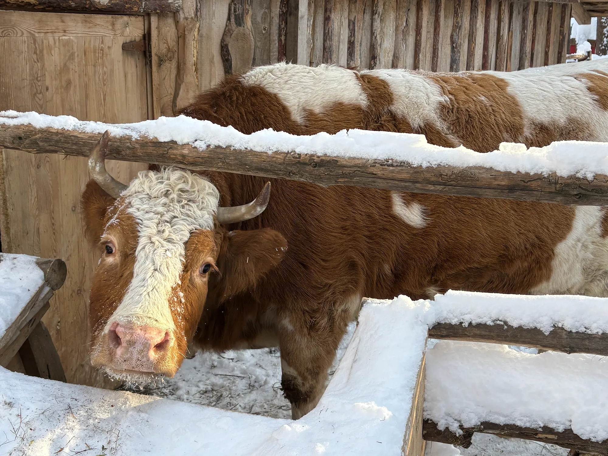 Бурёнка так и создаёт ощущение безопасности