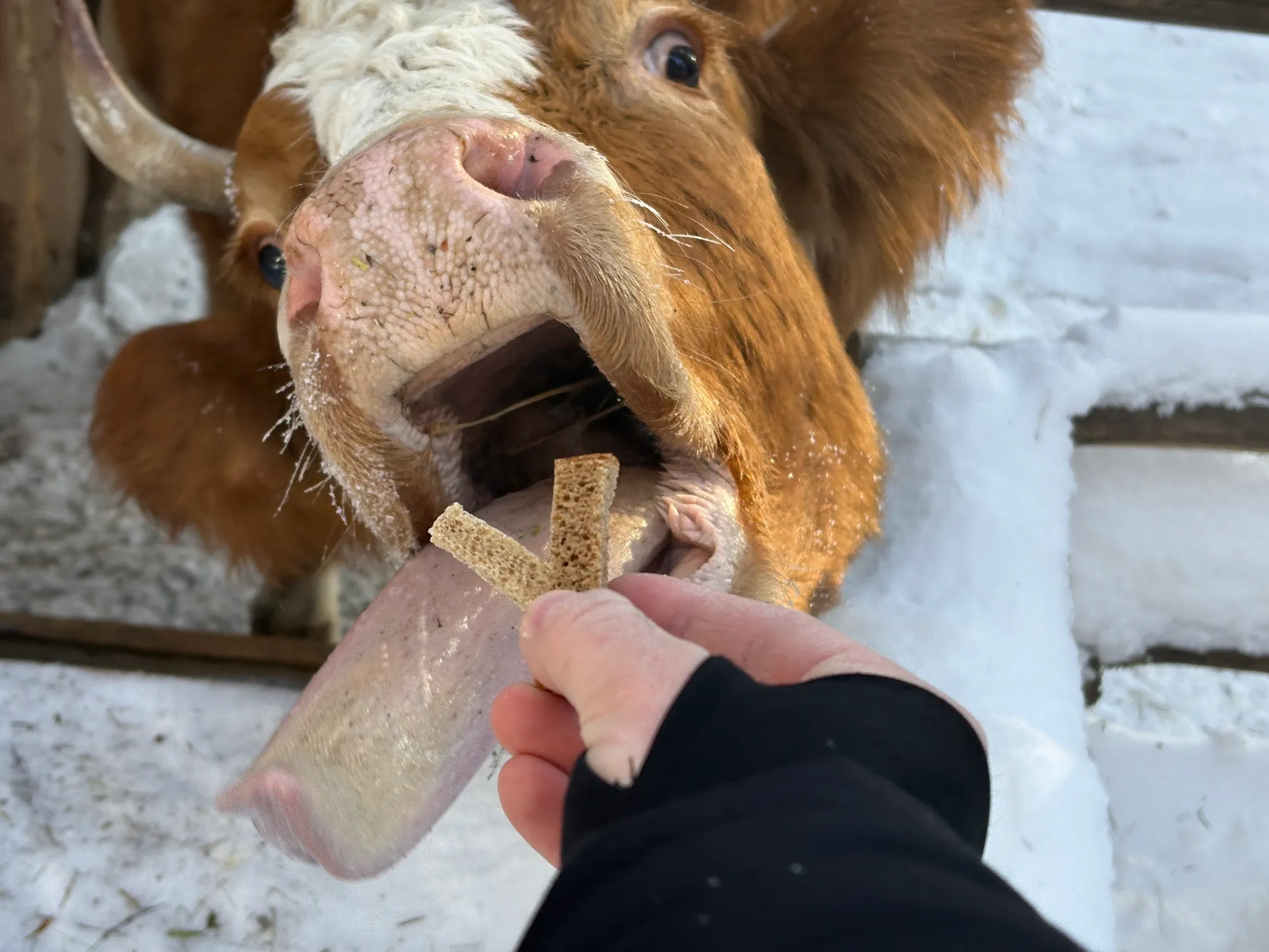 Сказали, что надо угостить Машу хлебом