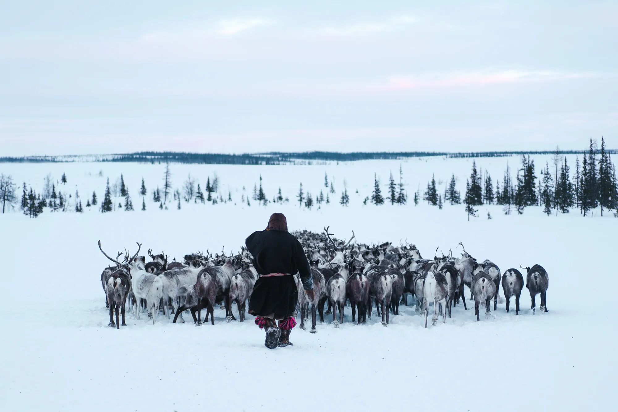 Мужчина гонит стадо / Александр Мазуров