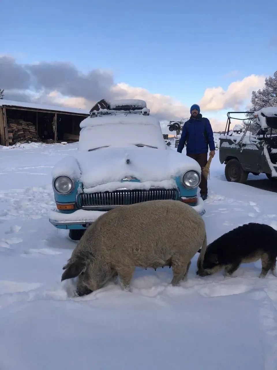 Свинки помогают в чистке снега. Фото: Денис Теляткин