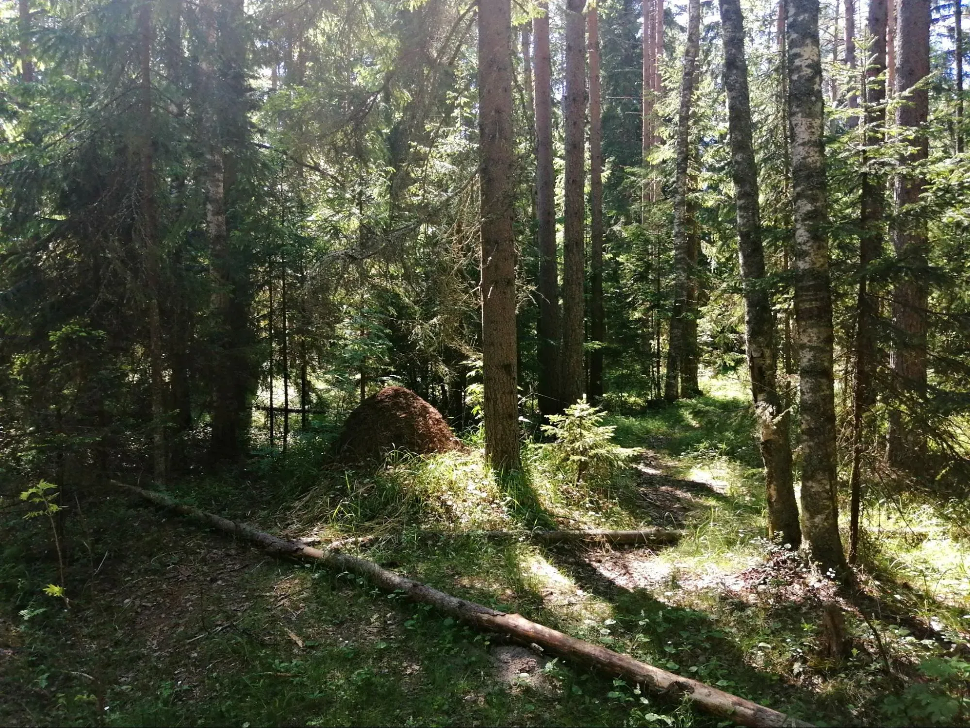Лесная сказка. Фото Дарины Устич