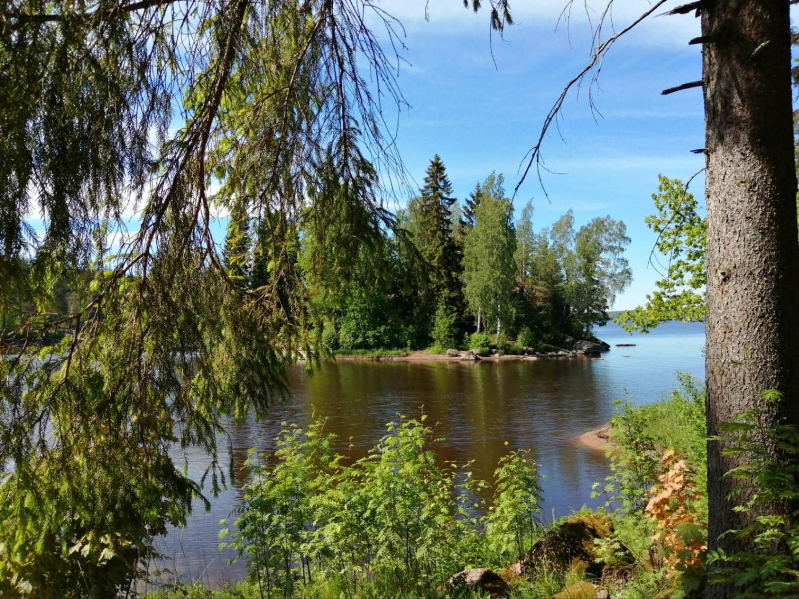 Привычные виды парка Монрепо. Фото Дарины Устич