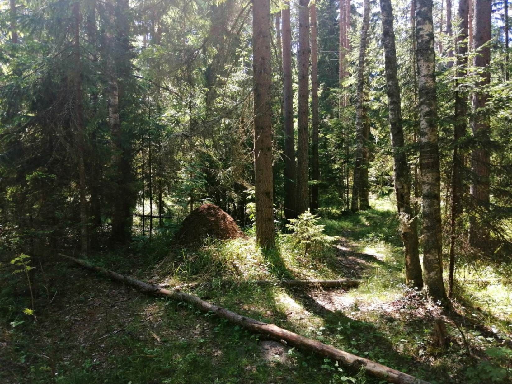 Муравейники. Фото Дарины Устич