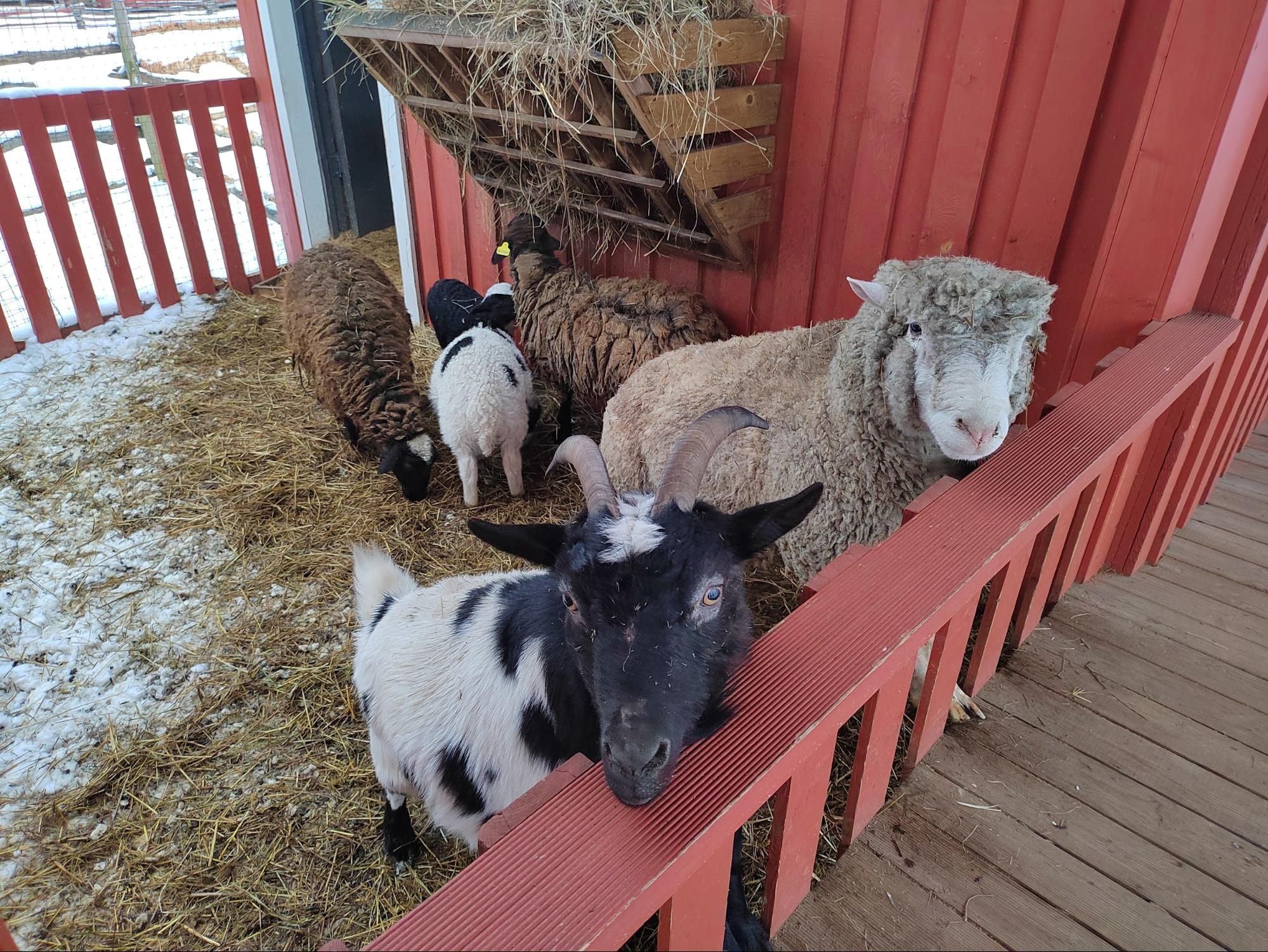 Пушистики на ферме «Илоранта». Фото Дарины Устич