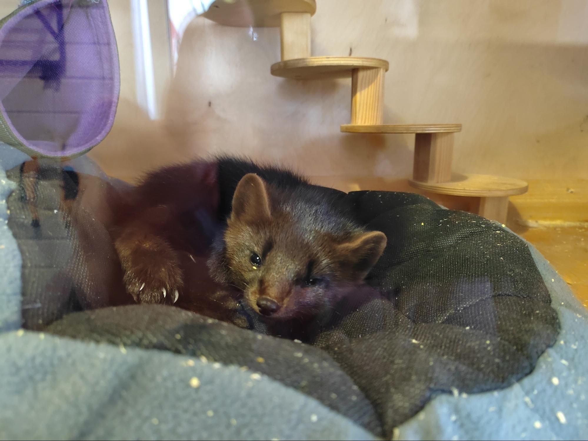 Сонный хорёк встречает у входа. Фото Дарины Устич