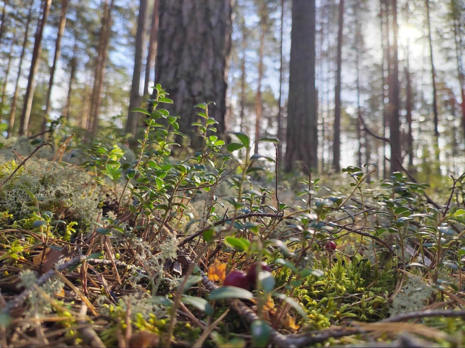 Мох и лес. Фото Дарины Устич