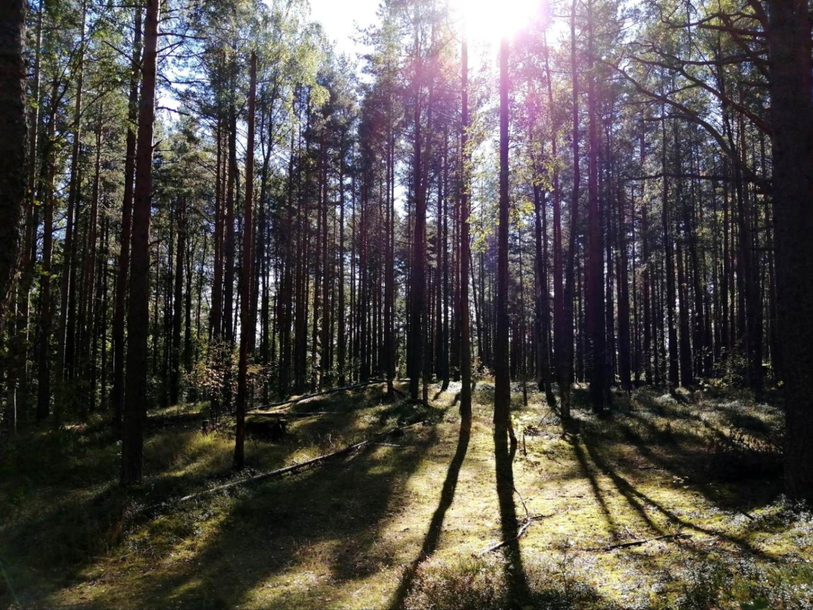 Лесной массив. Фото Дарины Устич