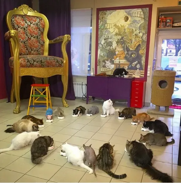Кормление в «Республике кошек» / Фото&nbsp;Catmuseum / Wikimedia