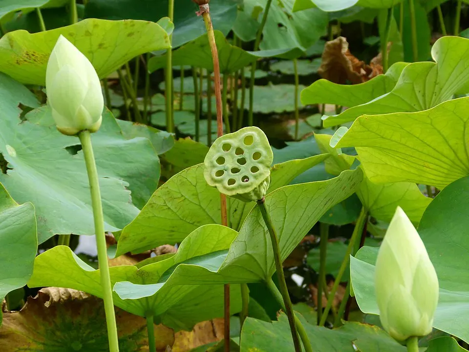 Nelumbo nucifera (Dinkum / Wikimedia)