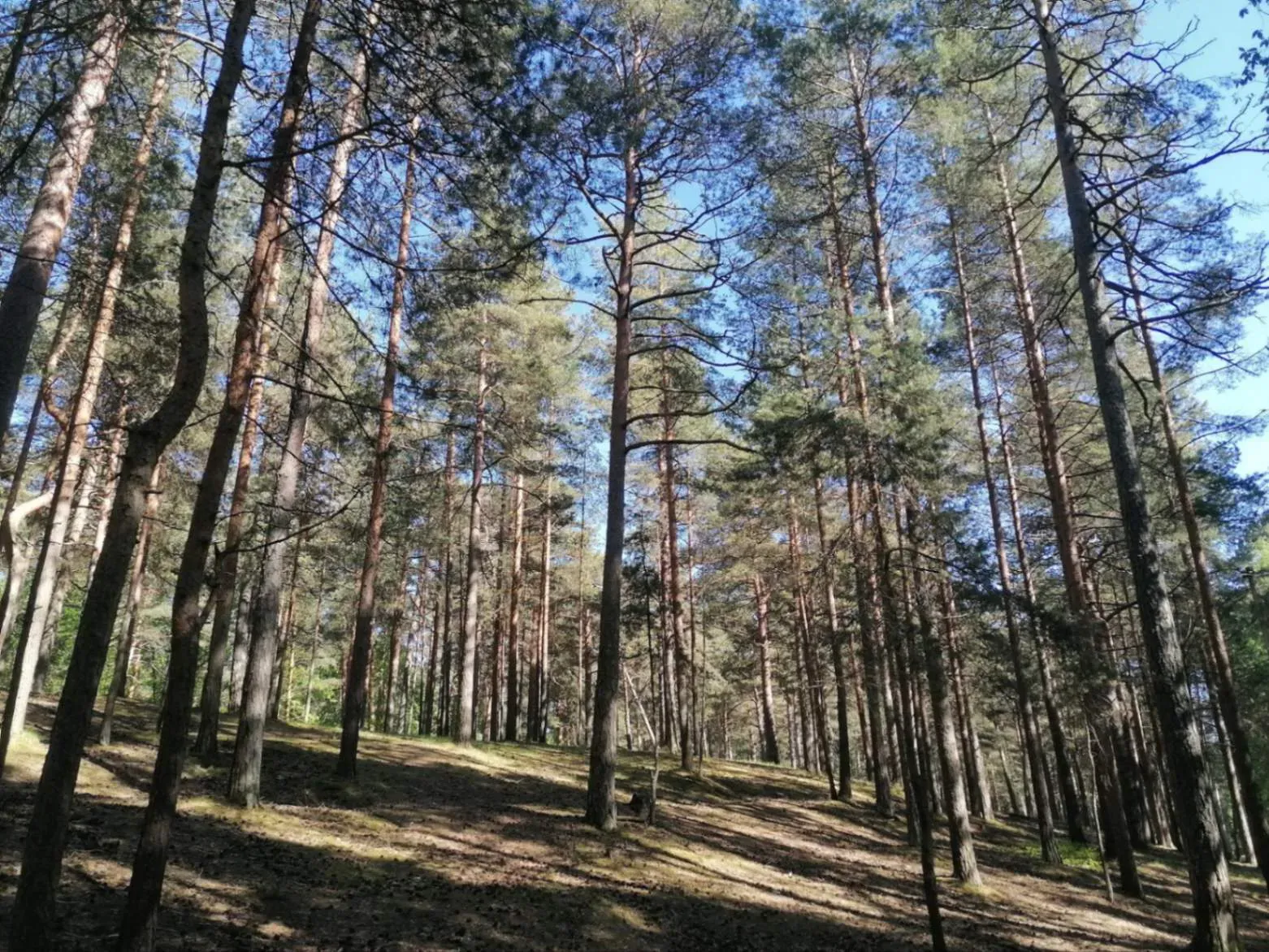 Здесь есть уклоны и горки, путь напоминает экотропу, но без настилов. Фото Дарины Устич
