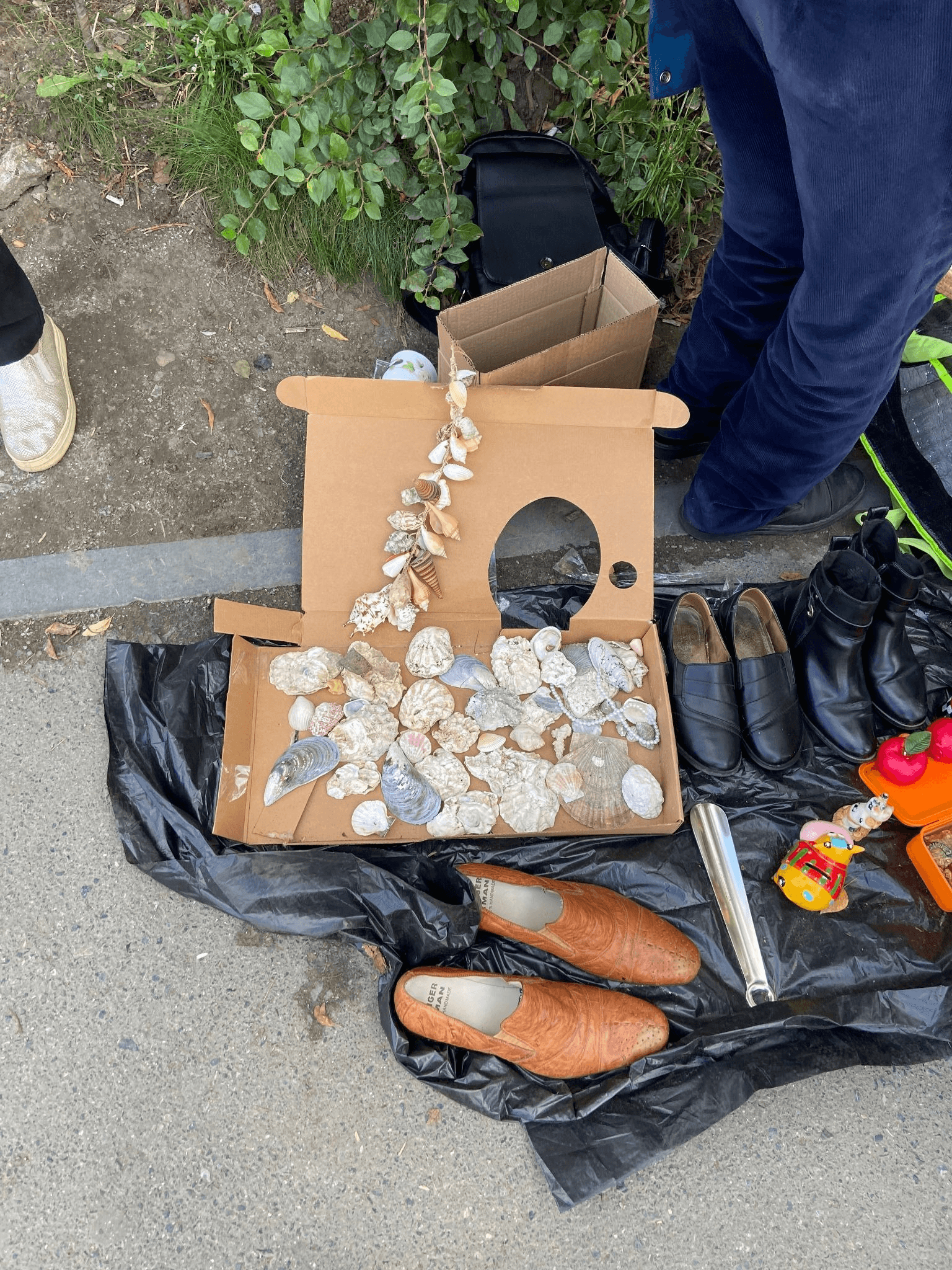 Коллекция ракушек. Автор фото Анастасия Пелевина