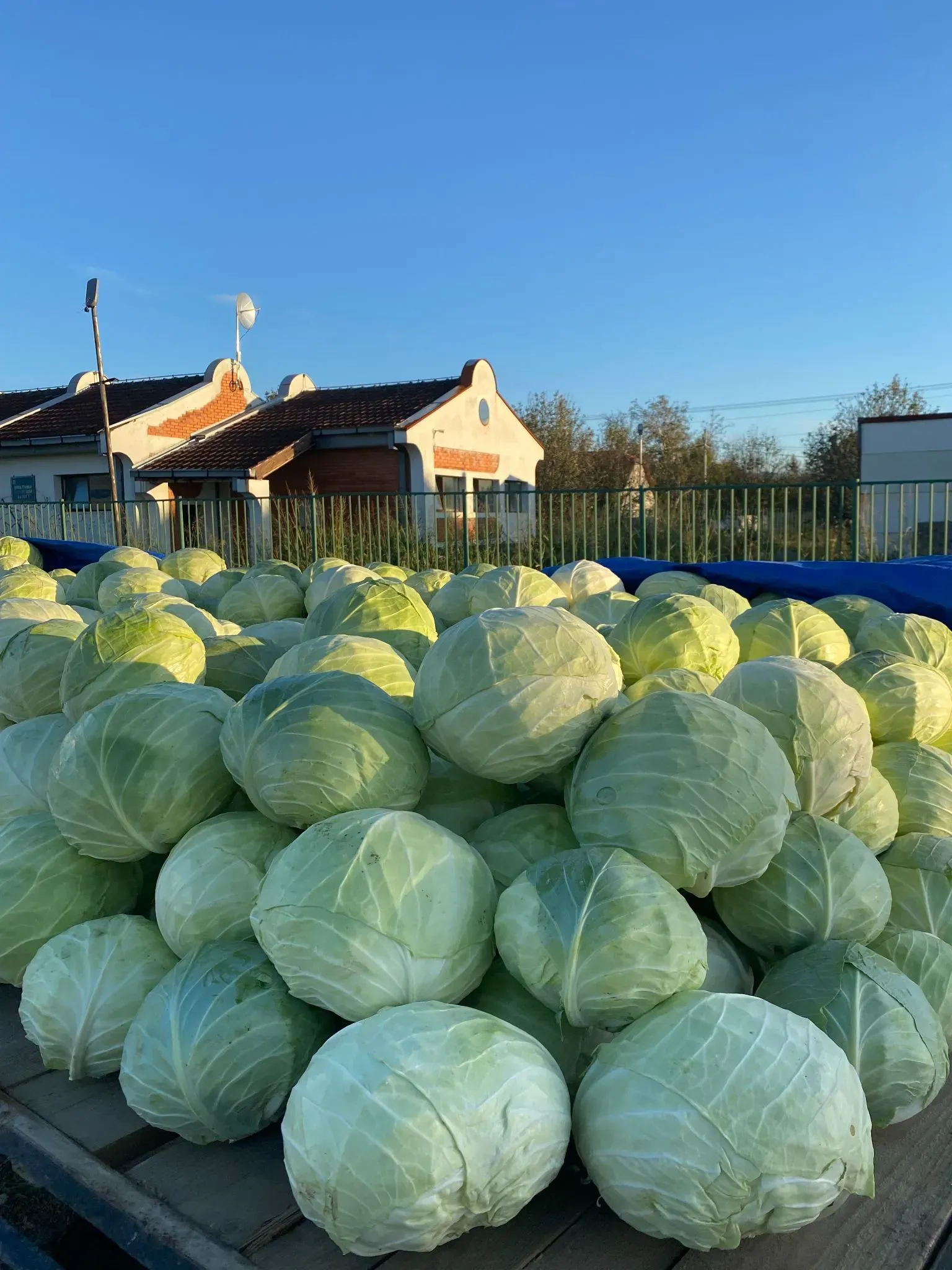 Футошская капуста — особый местный сорт, ради которого и устраивают целый гастрофестиваль. Фото: Татьяна Осовская