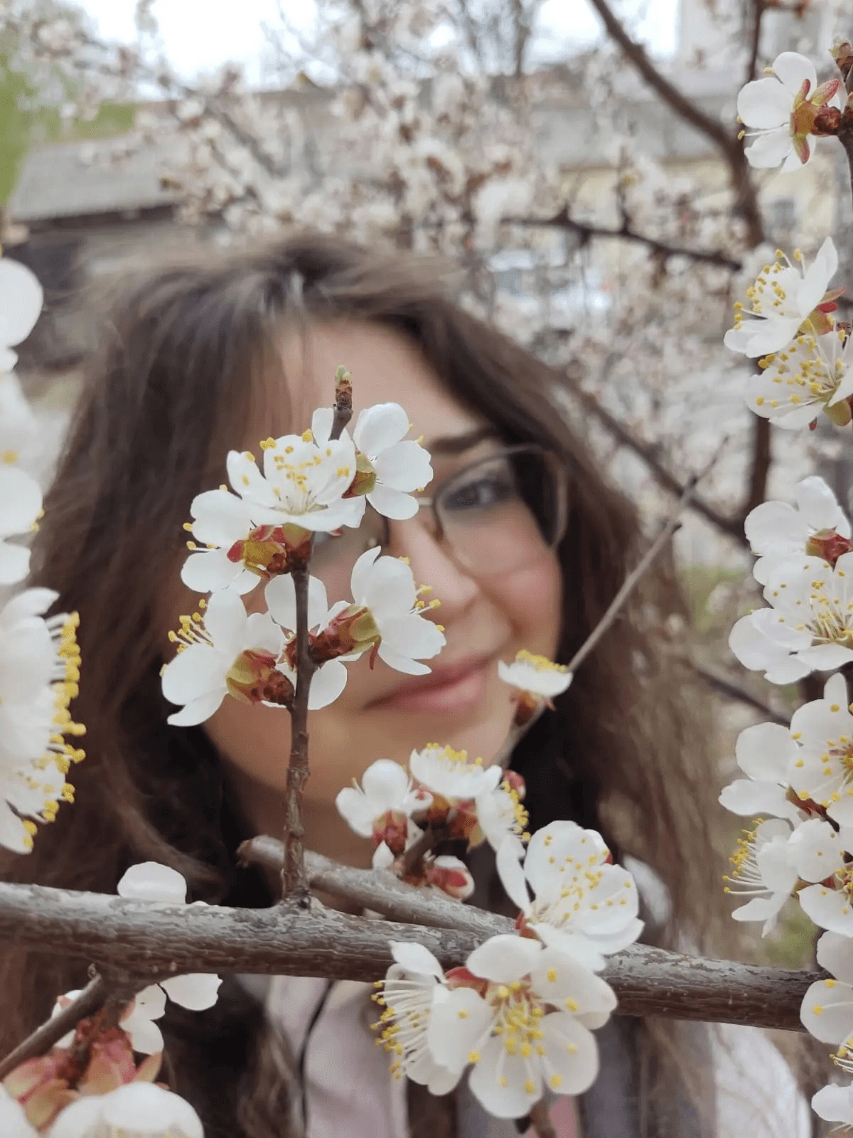 Цветут абрикосы / Фото Даши Тереховой