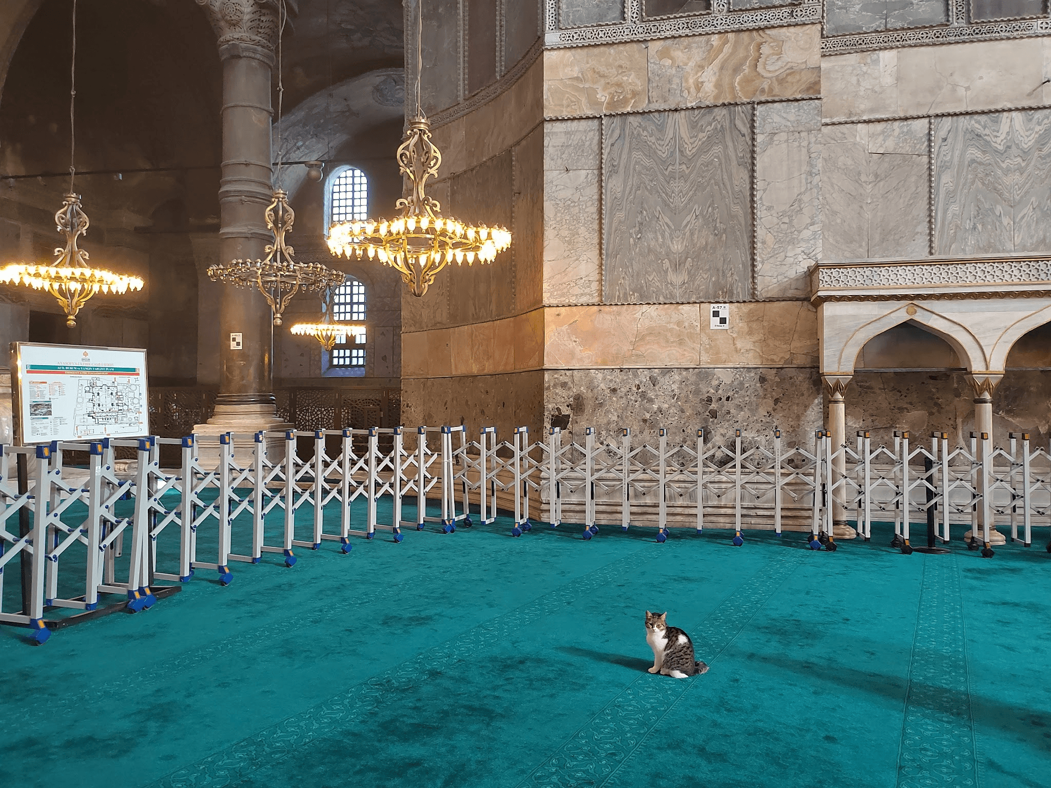 Котиков здесь пускают везде, и в мечети тоже. Фото Дарины Устич