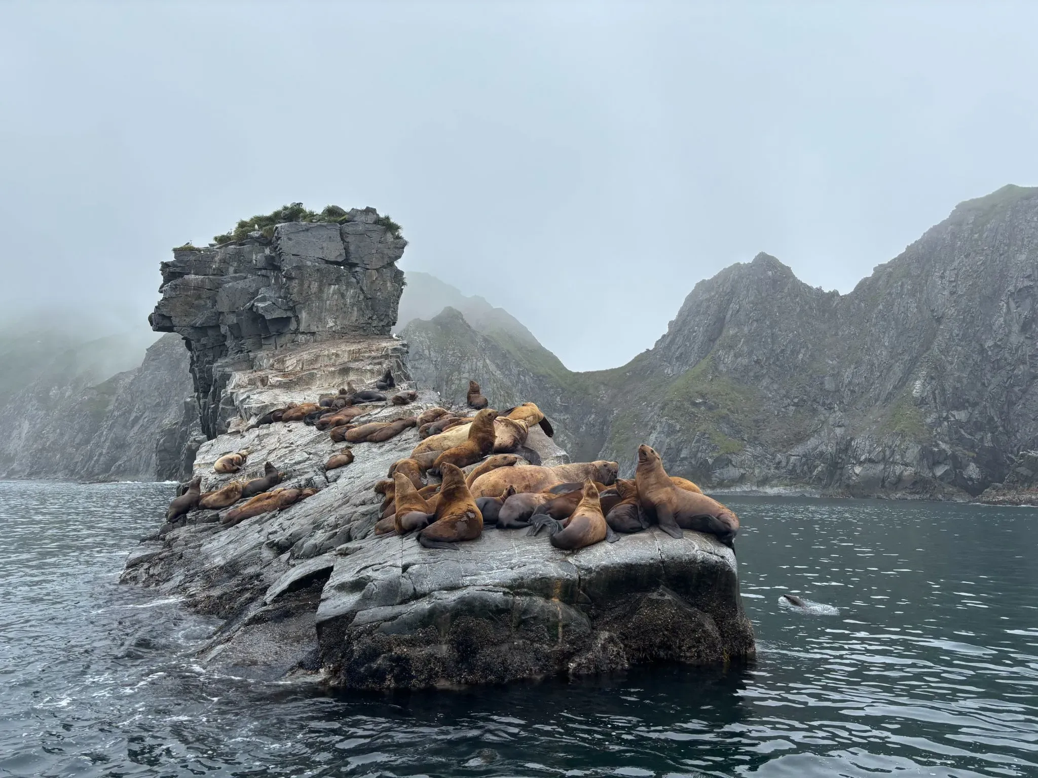 Лежбище сивучей. Автор фото Анастасия Пелевина