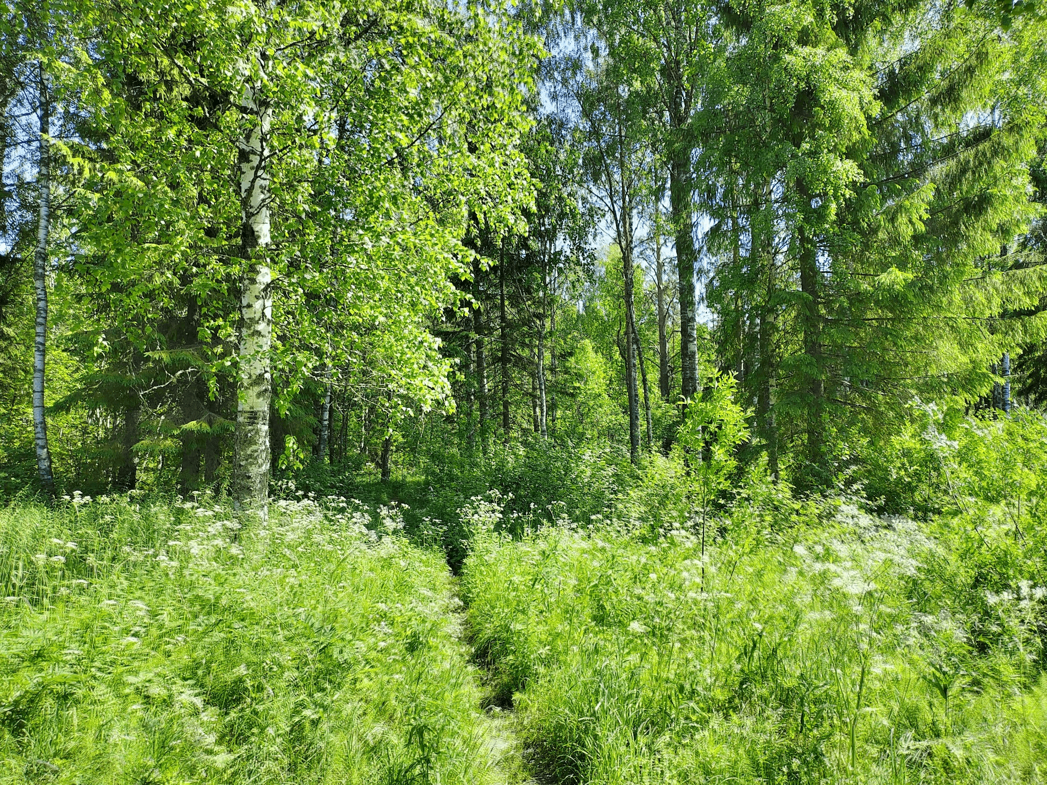 Карельская природа летом. Фото Дарины Устич