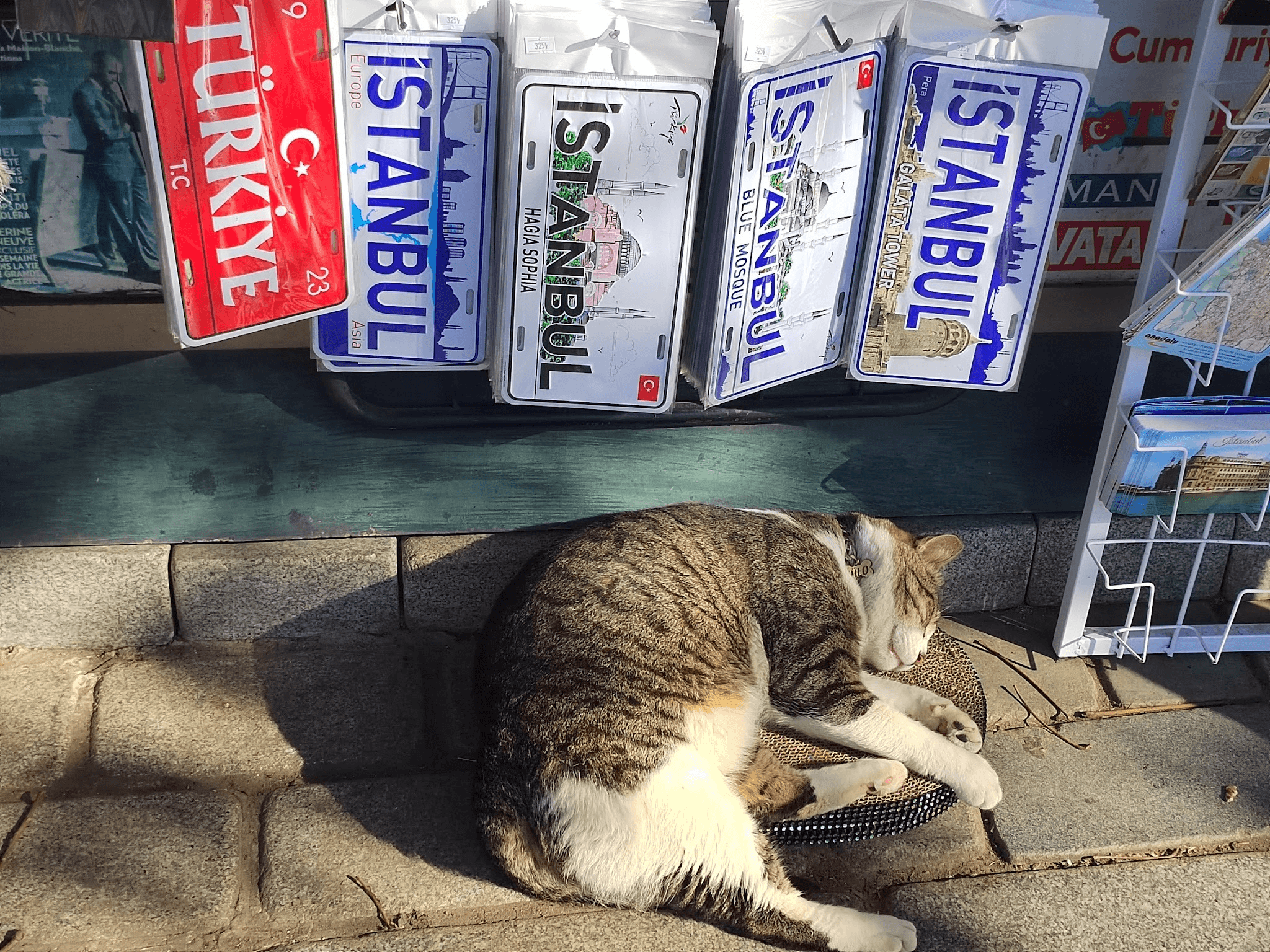 А в роли помощников продавцов, конечно, милые пушистики. Фото Дарины Устич