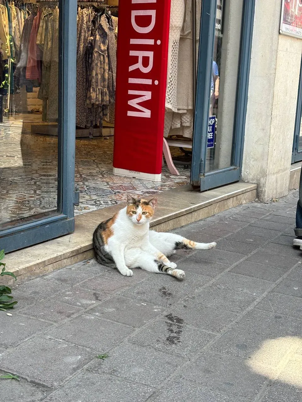 И смешные котики. Фото Дарины Устич
