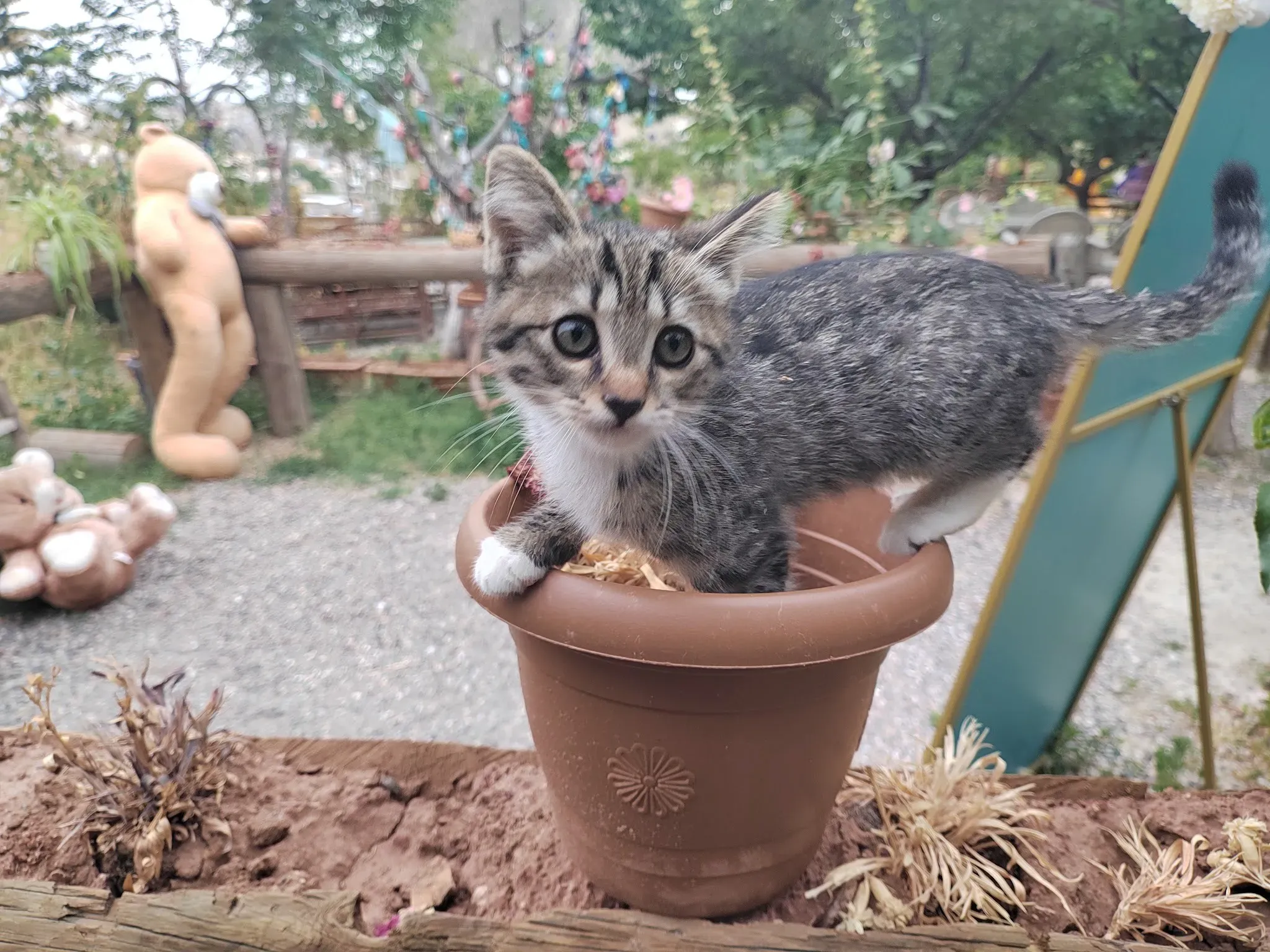 Куда же без местных котеек! Фото Дарины Устич