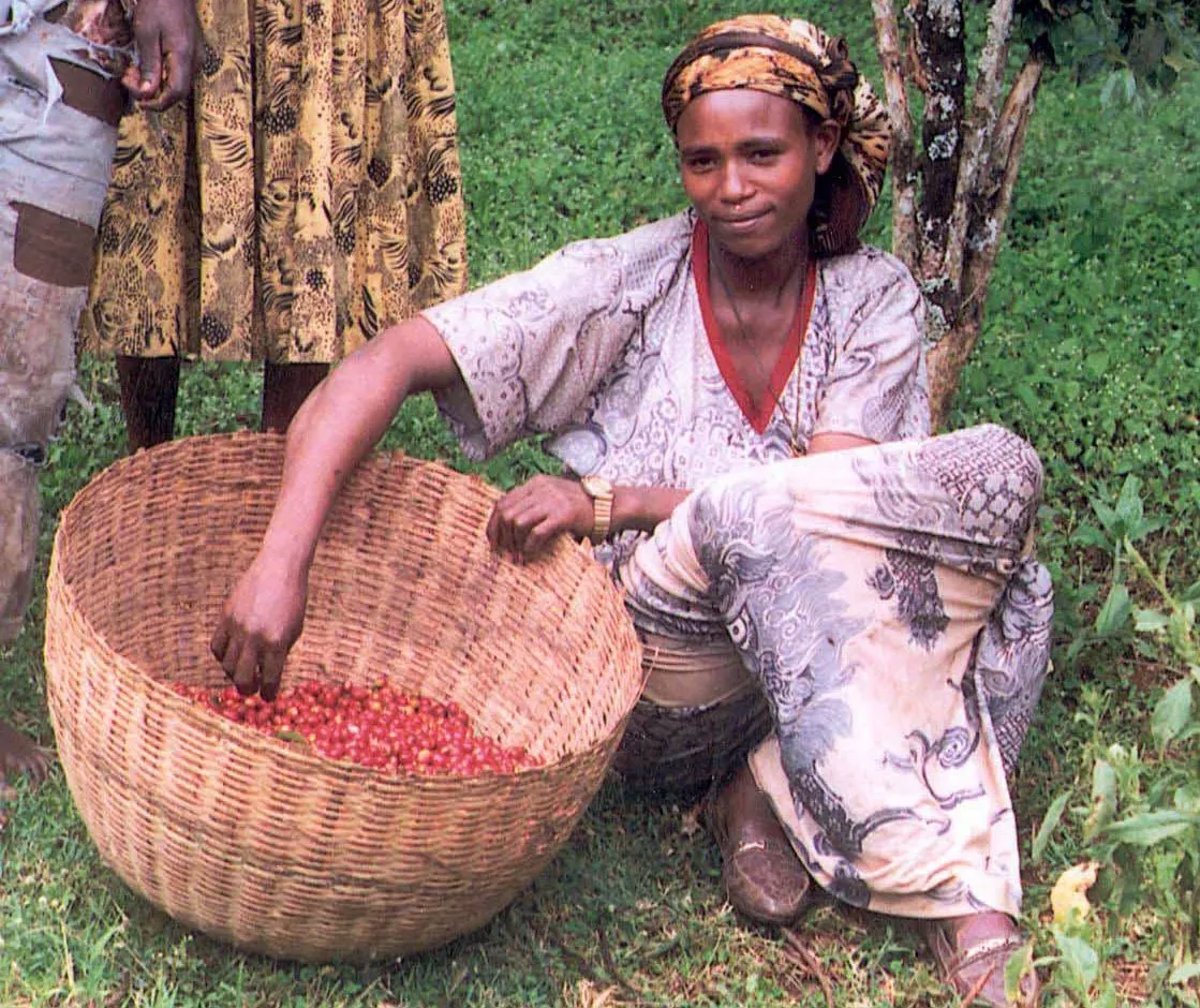Сборщица кофейных зёрен в Эфиопии. Фото: USAID Africa Bureau / Wikimedia
