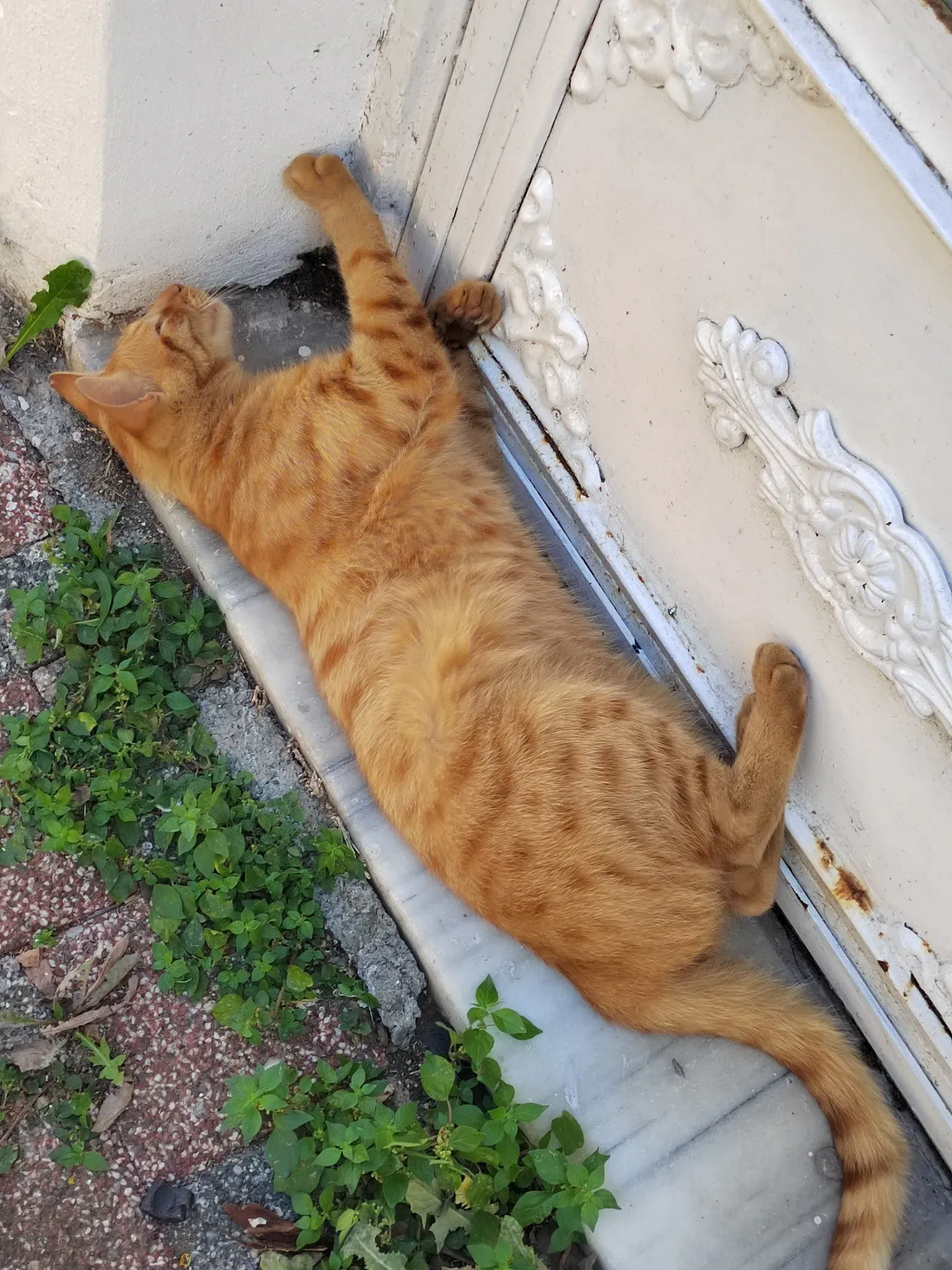 А котики классные круглый год:) Фото Дарины Устич