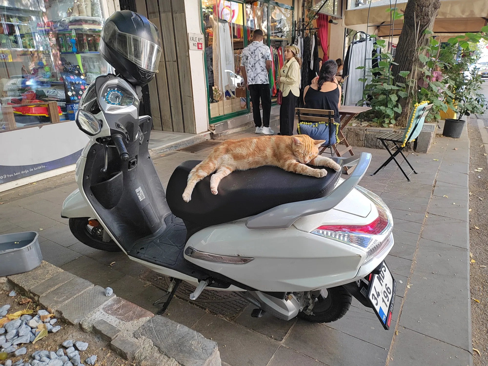 Местные котейки призывают не спешить. Фото Дарины Устич