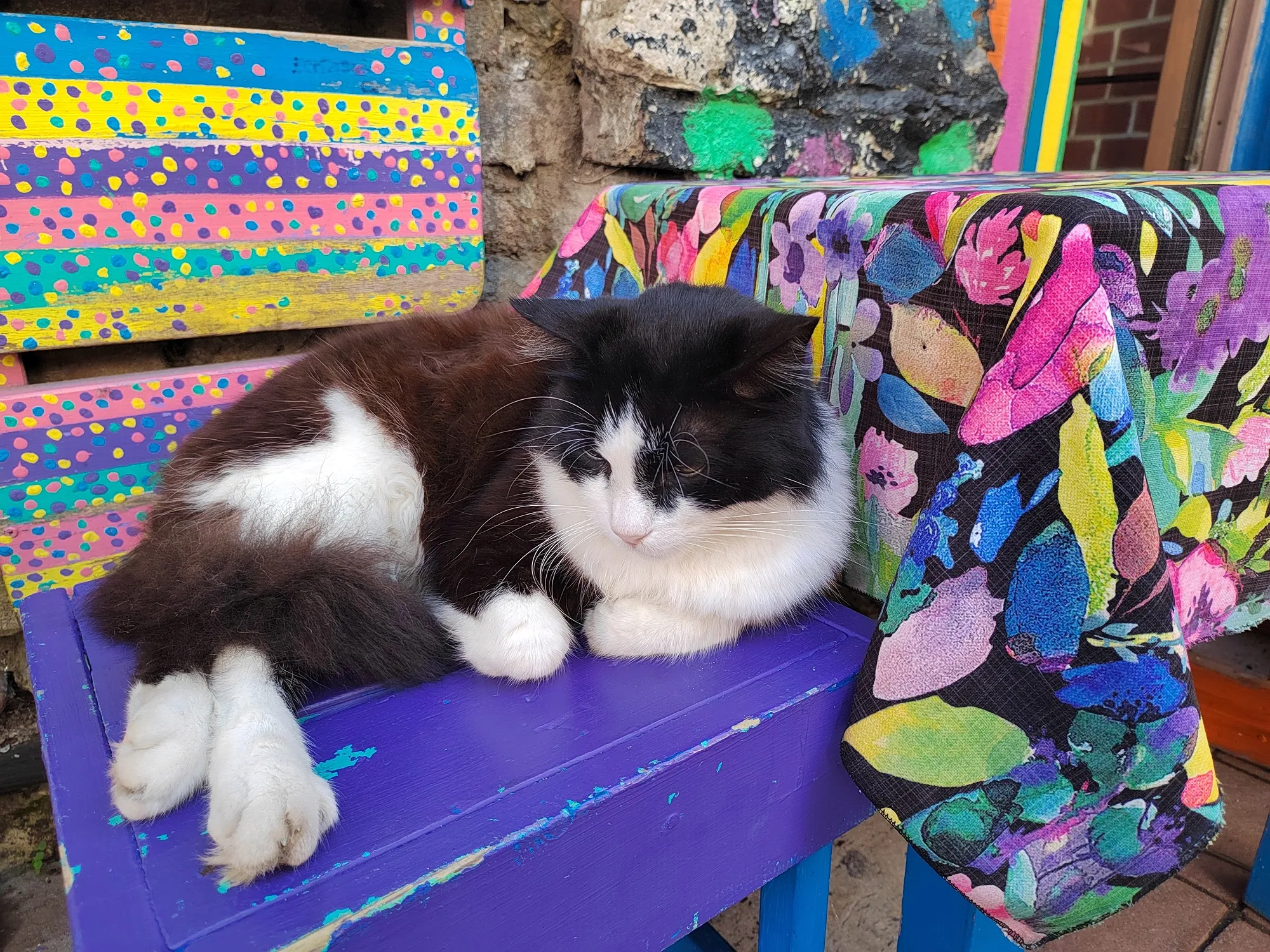 Местный котейка&nbsp;— звезда соцсетей. Очень любит позировать. Фото Дарины Устич