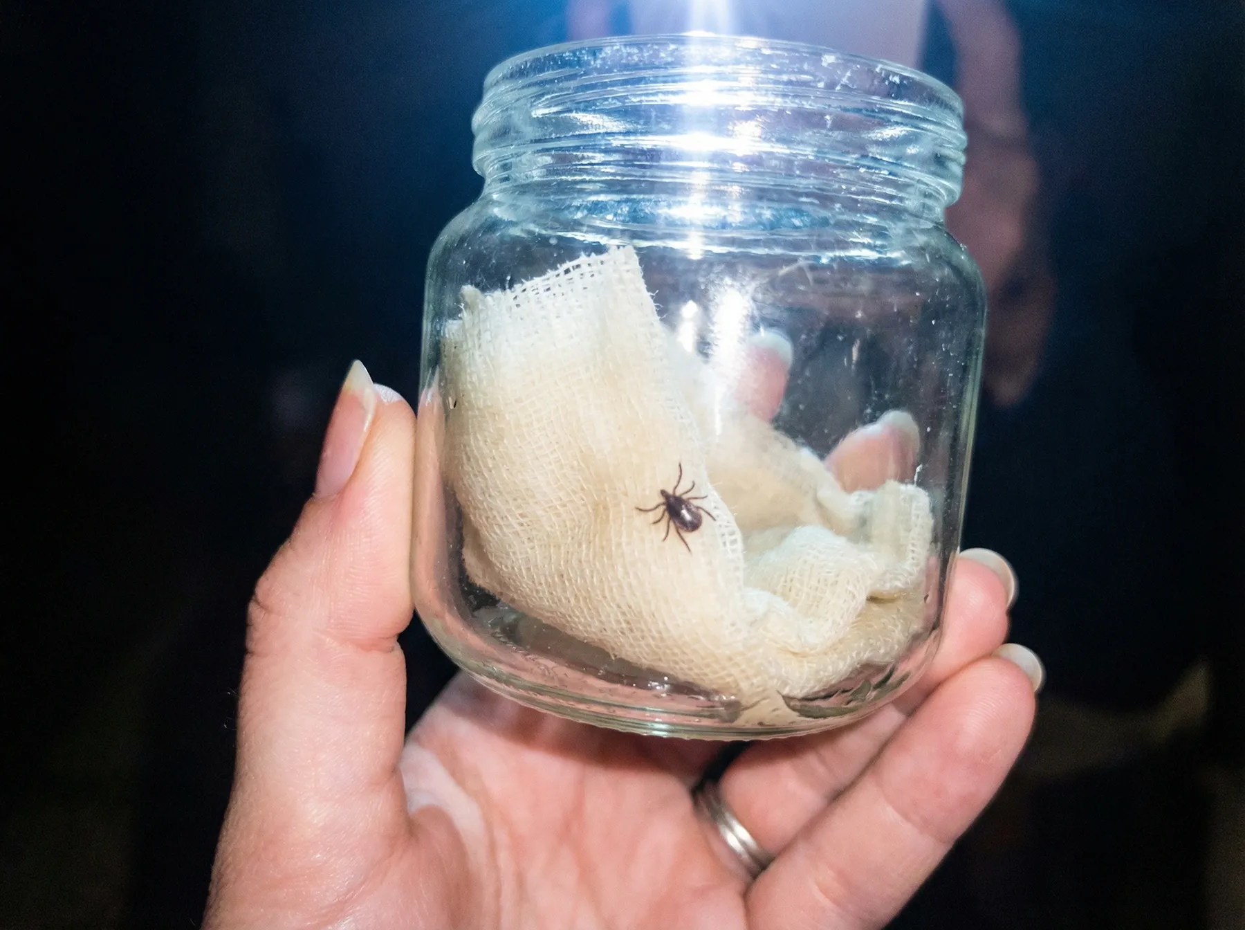 Клещ Валера в ловушке