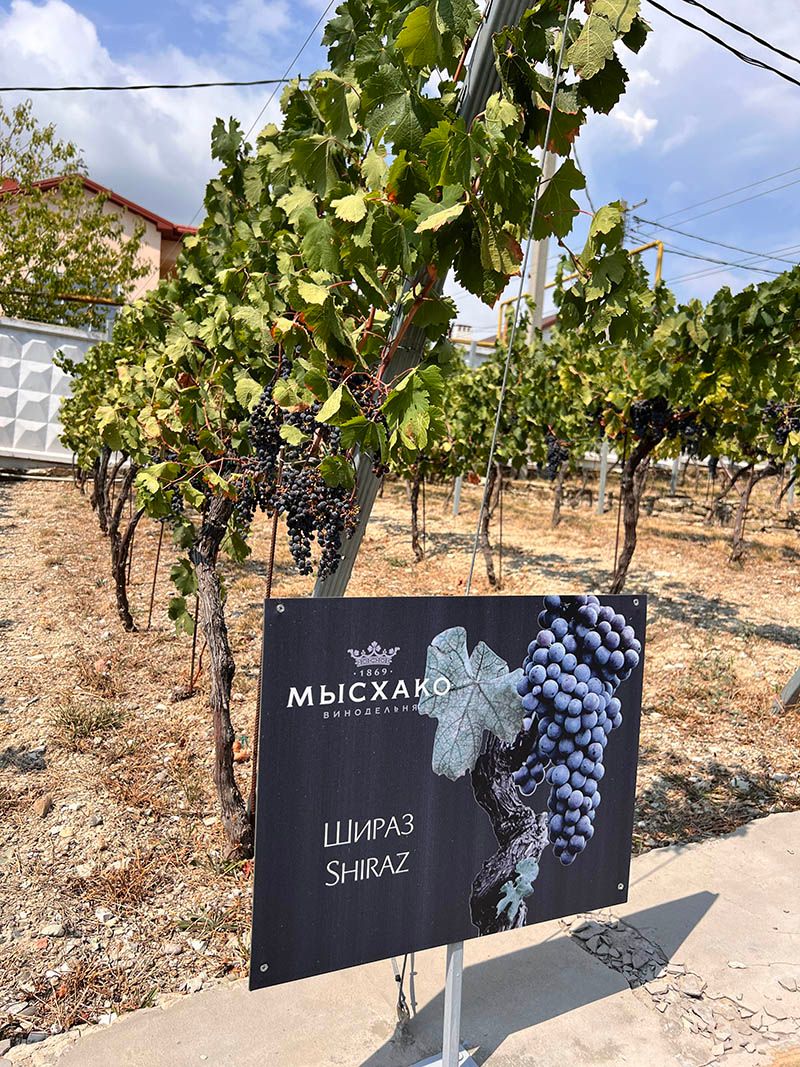 Виноградники Мысхако