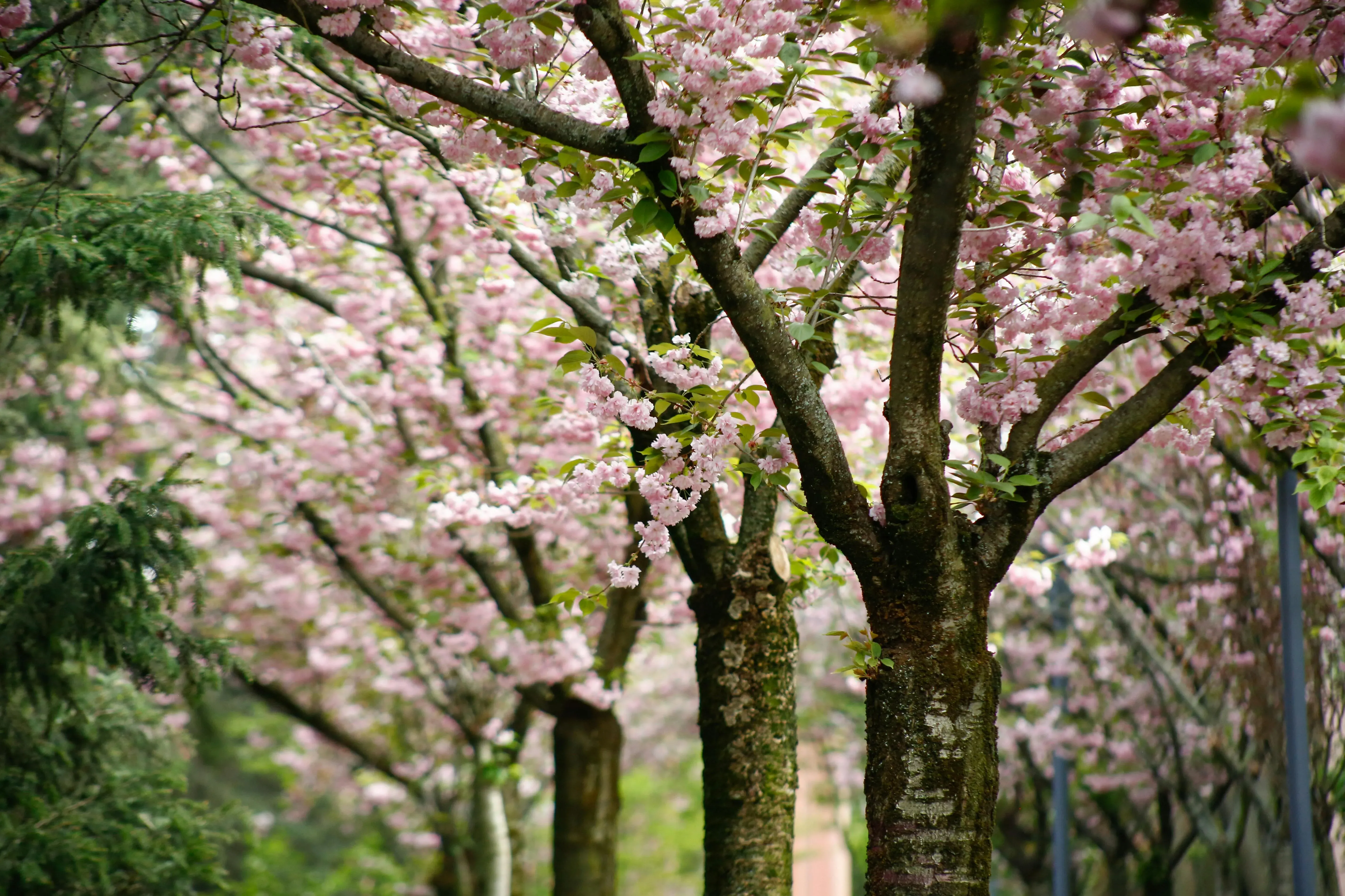 В Кооперативном сквере растёт черешневый лес