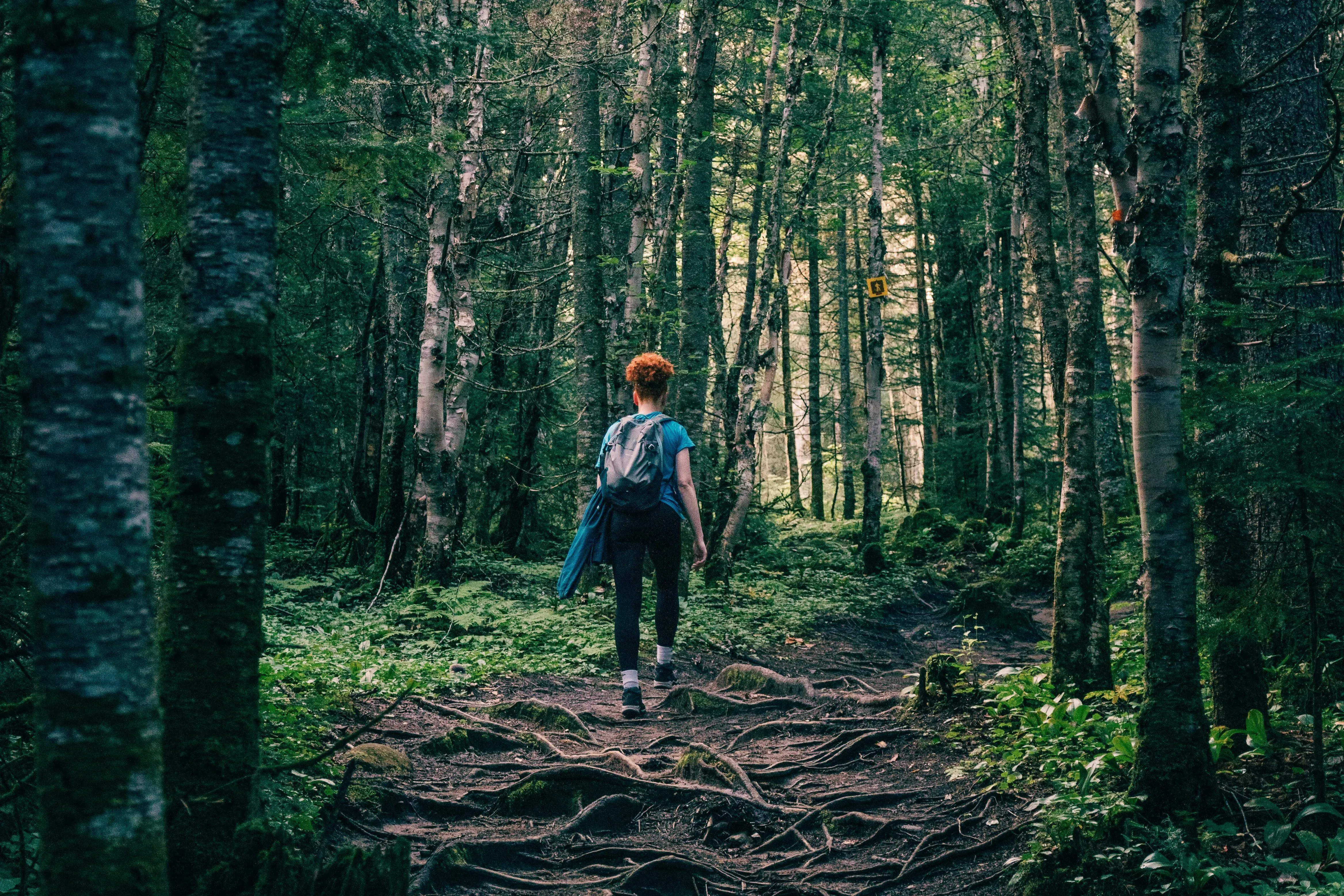 Хайкинг среди Южной флоры — это кайф. Фото: Clément Proust | Pexels