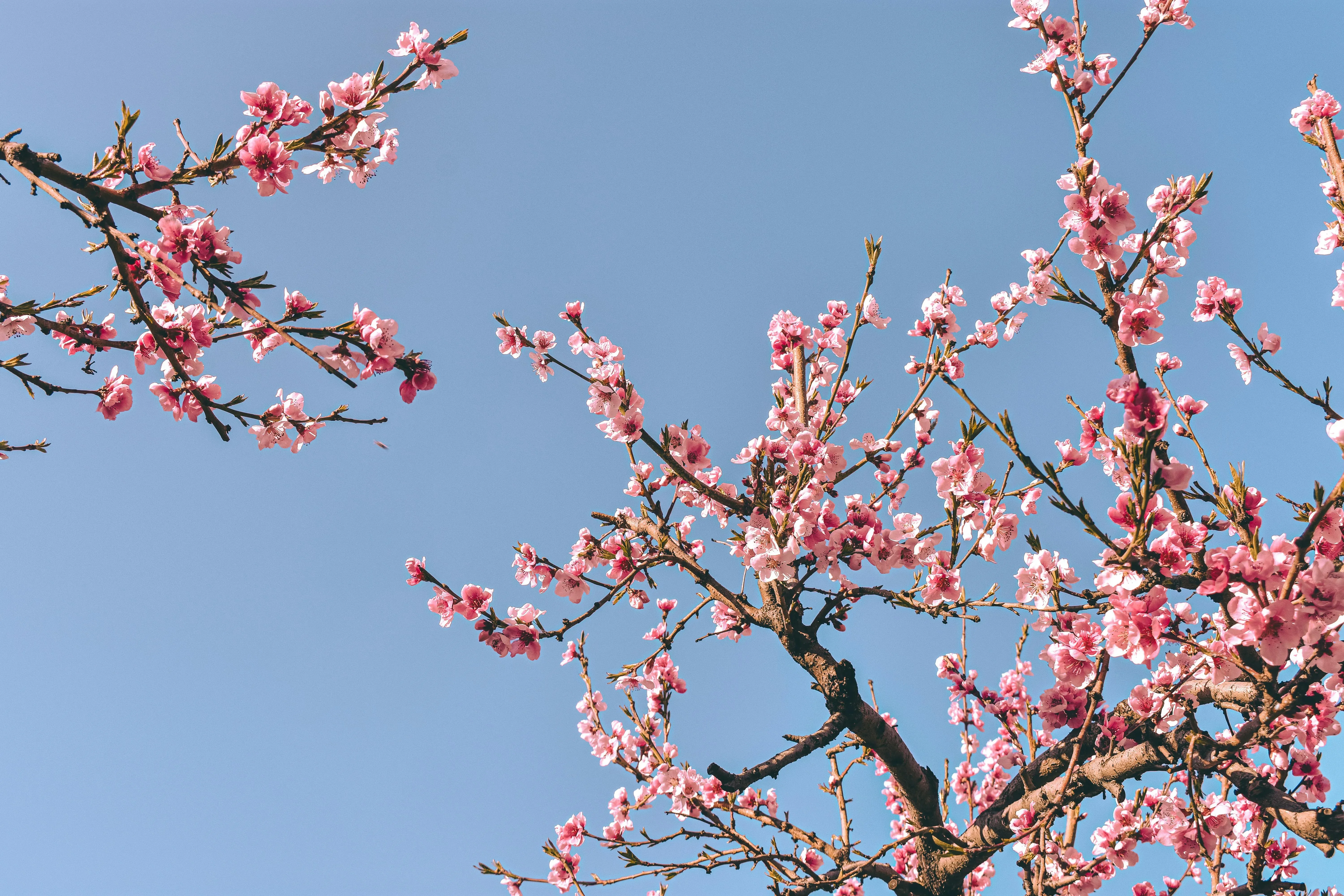 В горах сакура распускается чуть позже — с середины апреля