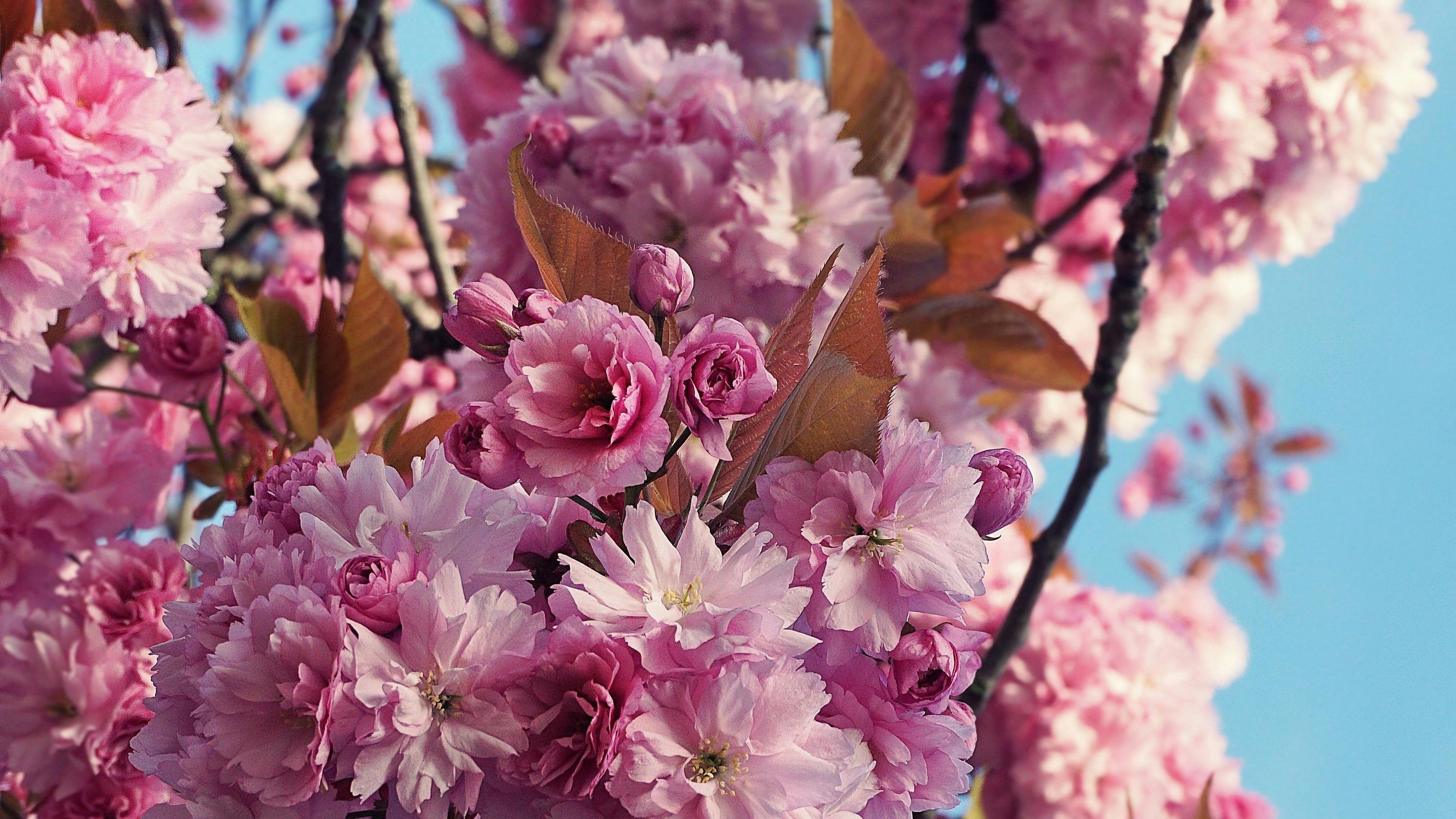 Примерно так выглядит махровая сакура с пышными цветами